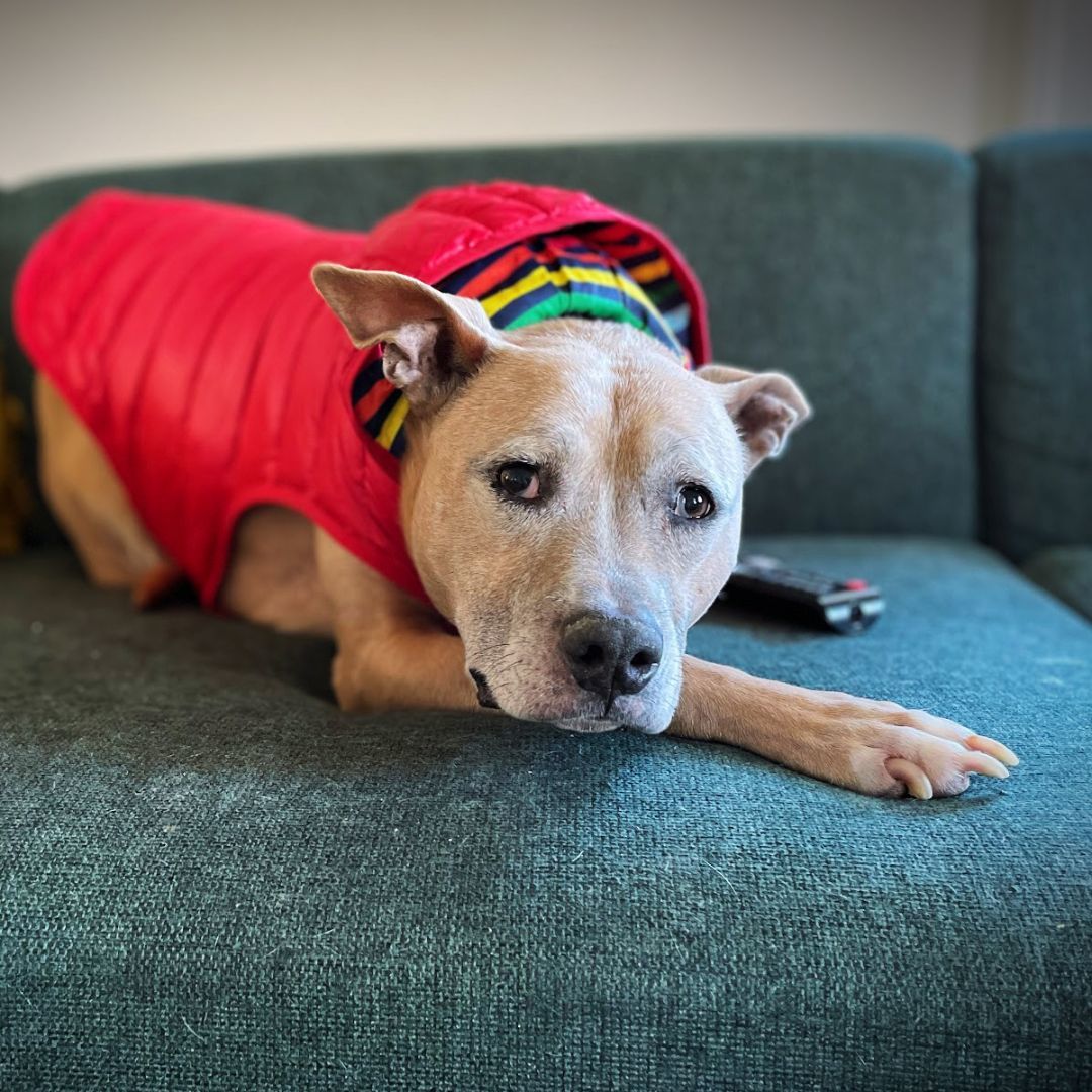 Fran, an adoptable Pit Bull Terrier in Kingston, NY, 12401 | Photo Image 1