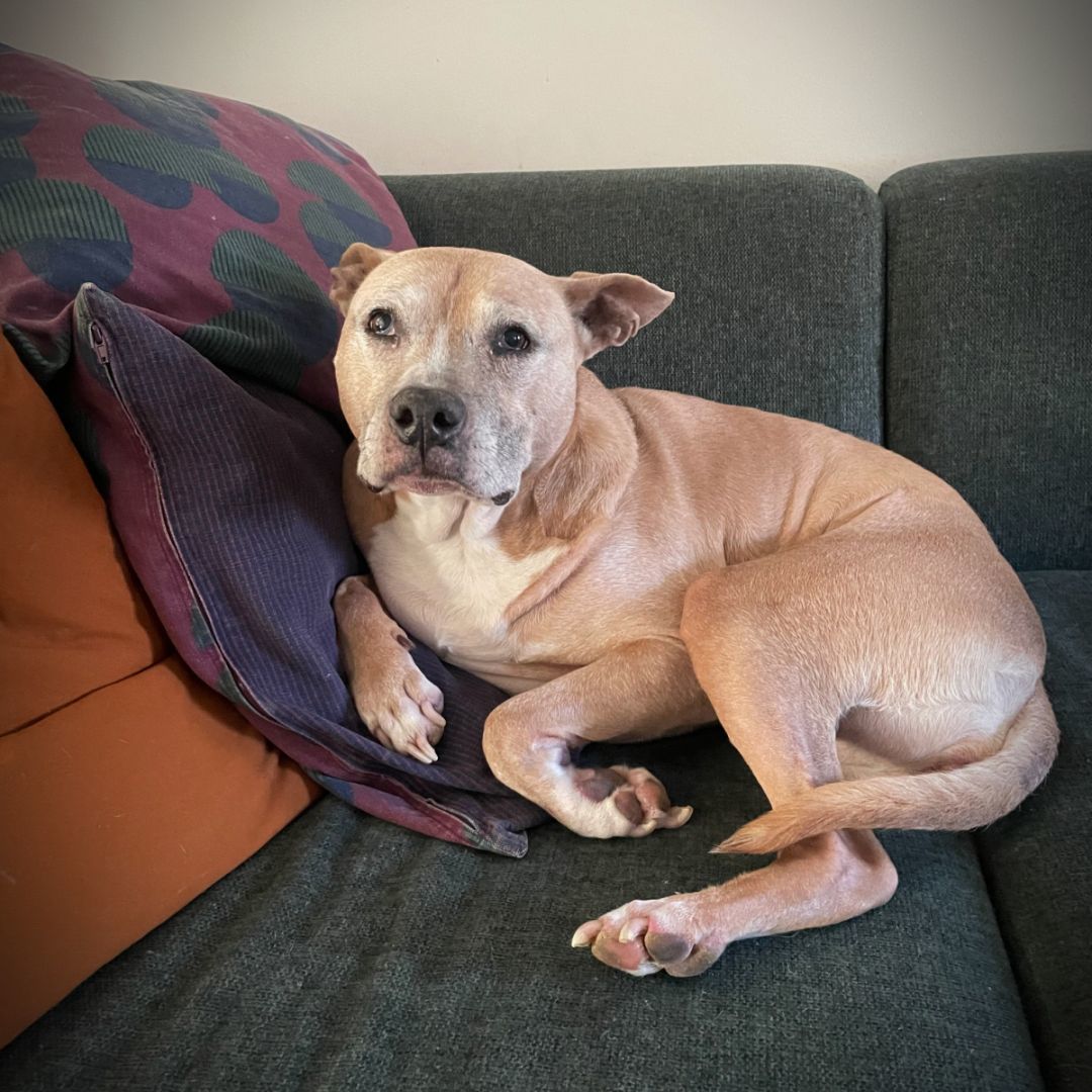 Fran, an adoptable Pit Bull Terrier in Kingston, NY, 12401 | Photo Image 2