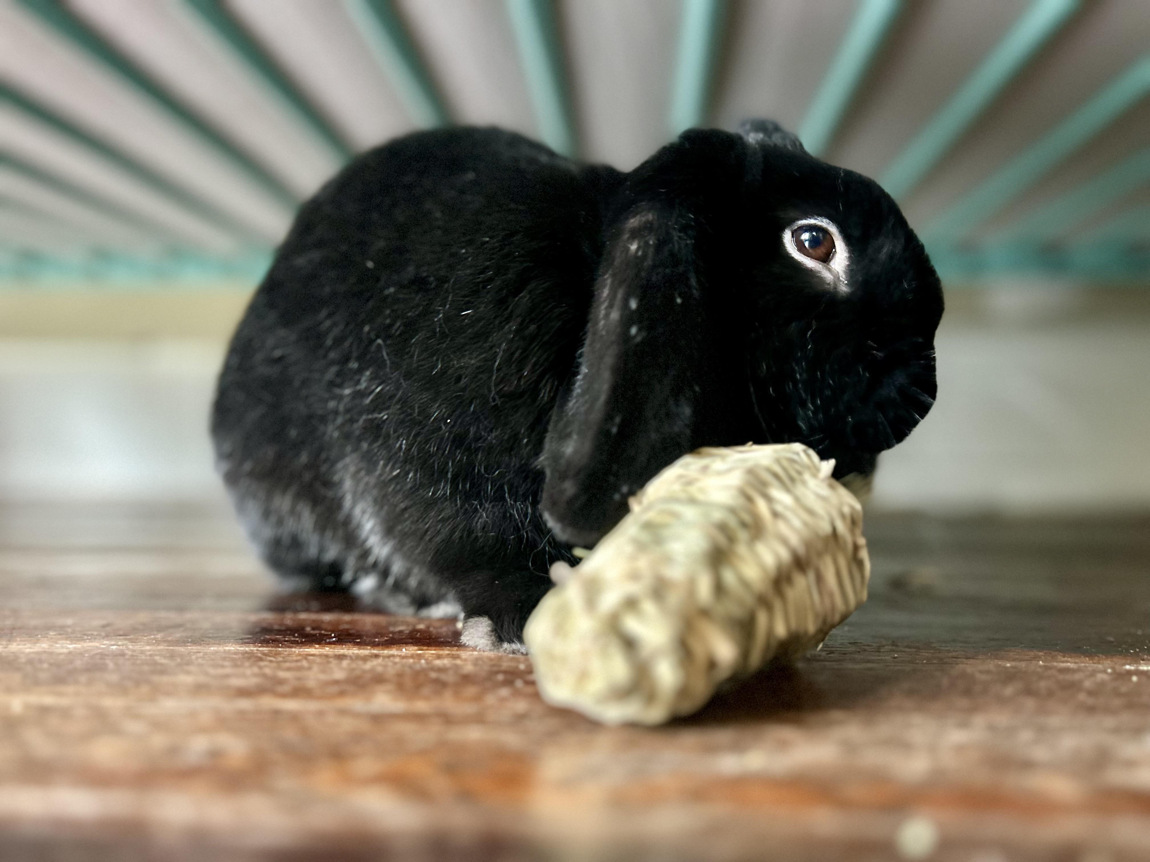 Enlarge Elvis , a ADOPTABLE Mini Lop in China Township, MI image 4/5
