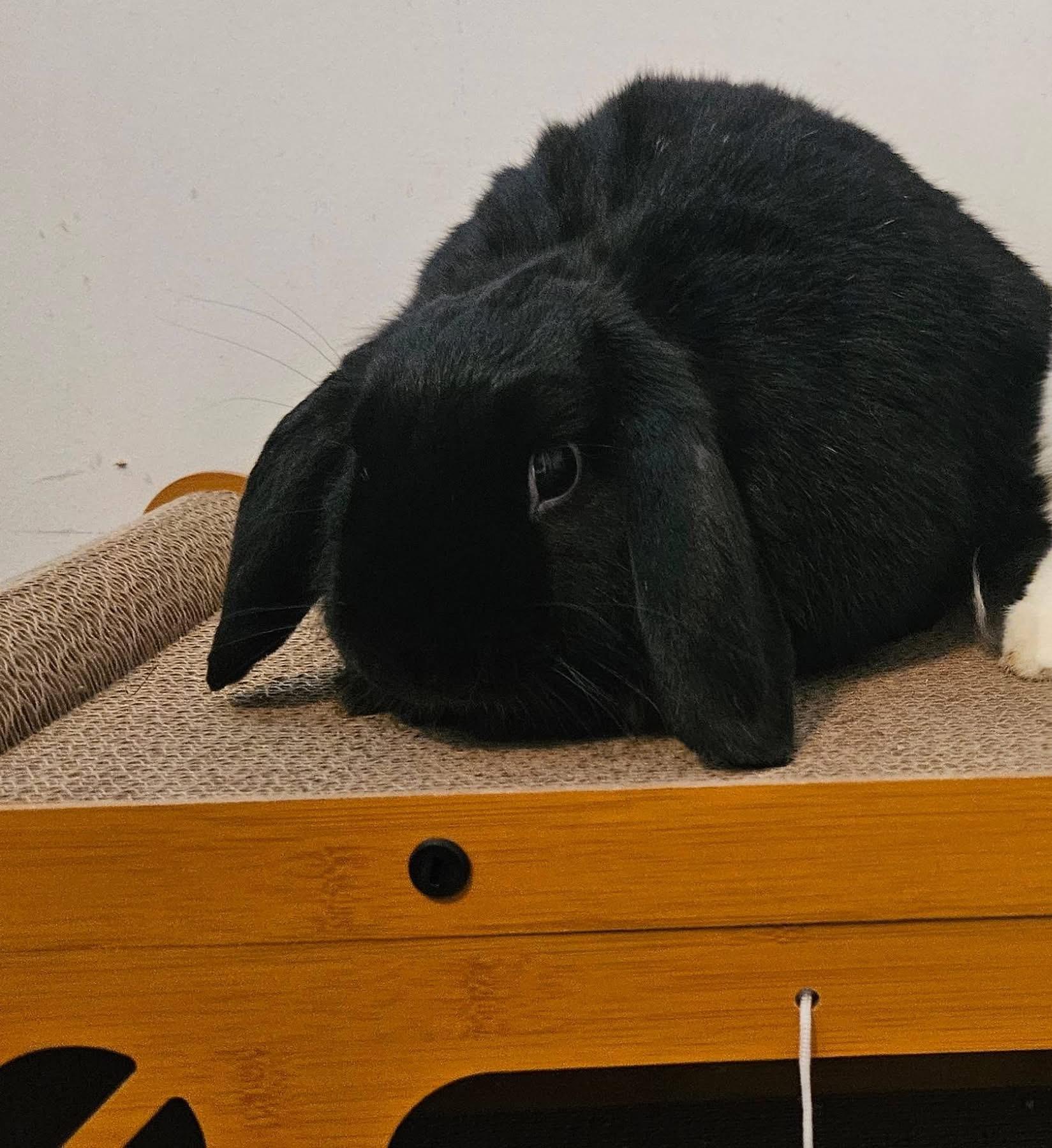 Enlarge Elvis , a ADOPTABLE Mini Lop in China Township, MI image 4/5