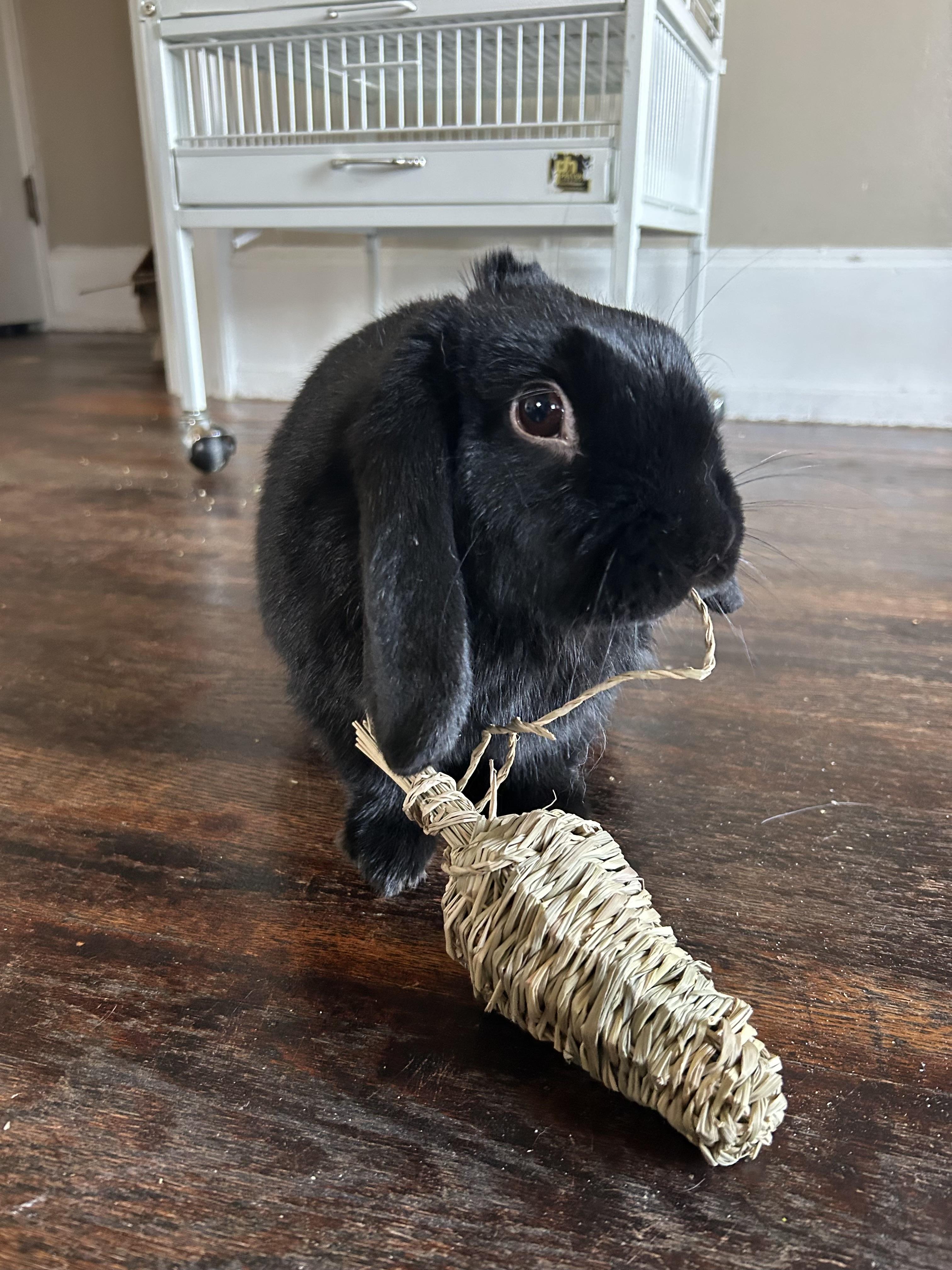 Elvis , ADOPTABLE, Young Male Mini Lop.