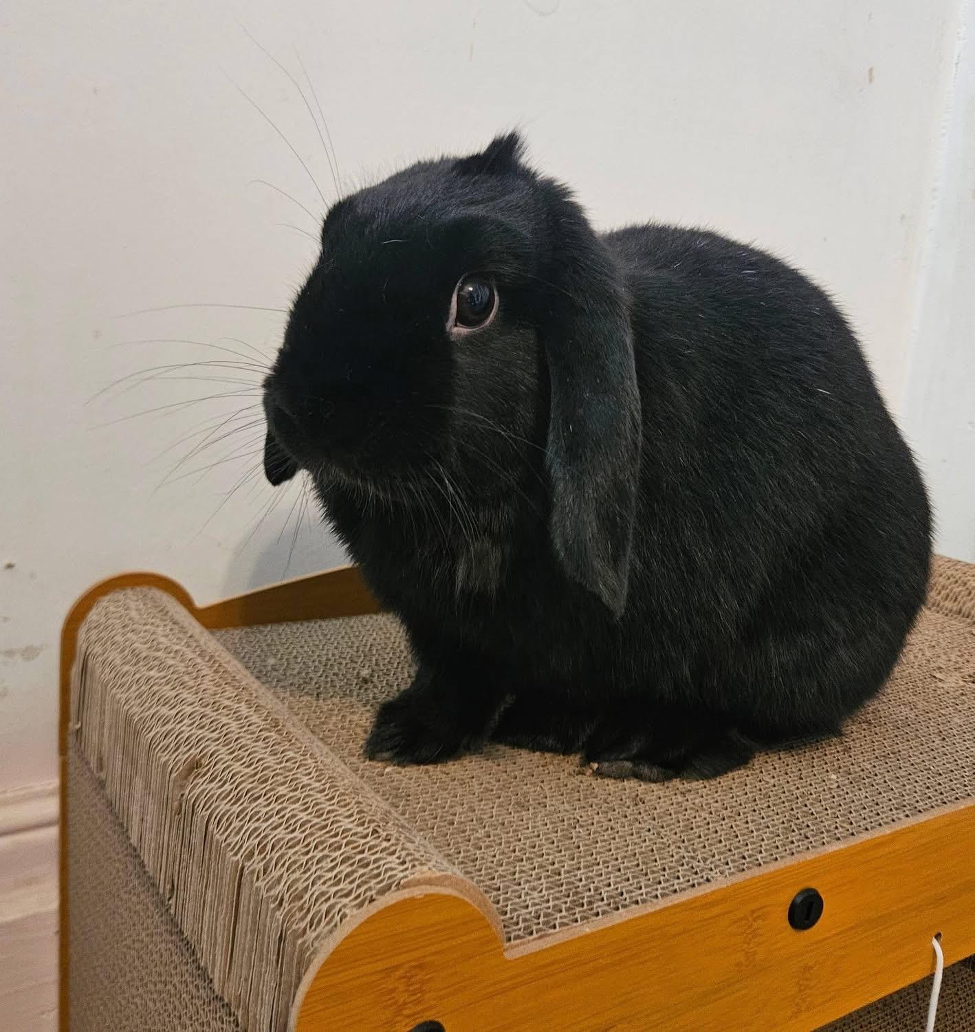 Enlarge Elvis , a ADOPTABLE Mini Lop in China Township, MI image 1/5