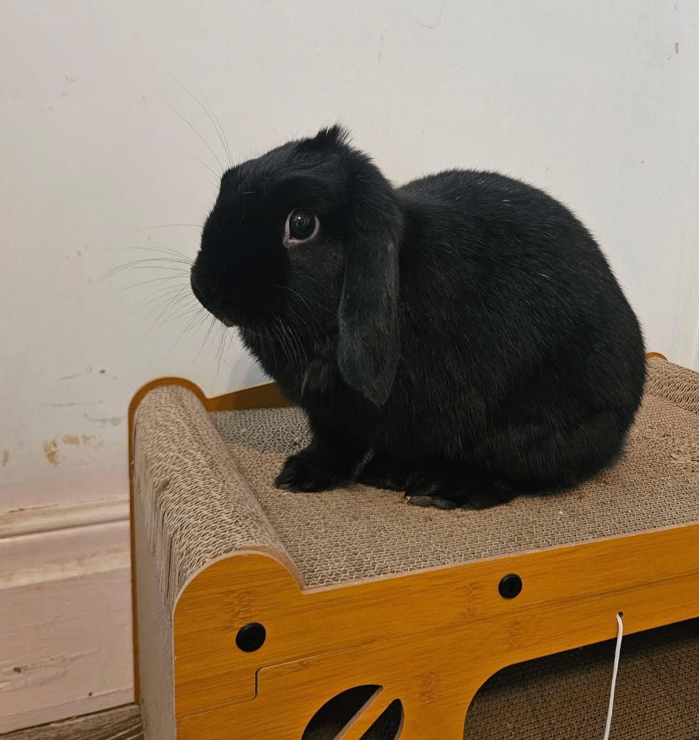 Enlarge Elvis , a ADOPTABLE Mini Lop in China Township, MI image 5/5