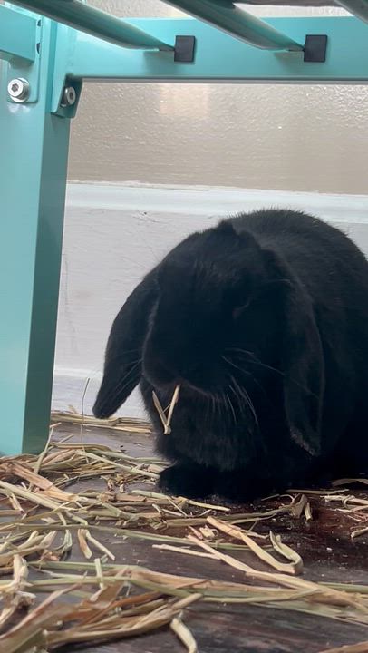 Enlarge Elvis , a ADOPTABLE Mini Lop in China Township, MI video 5/5