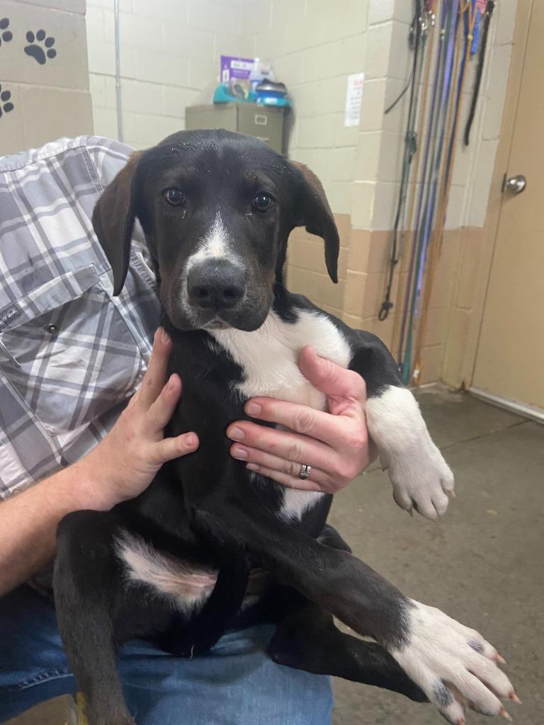 Enlarge Wendell, a Adoptable Labrador Retriever in Swainsboro, GA image 1/2