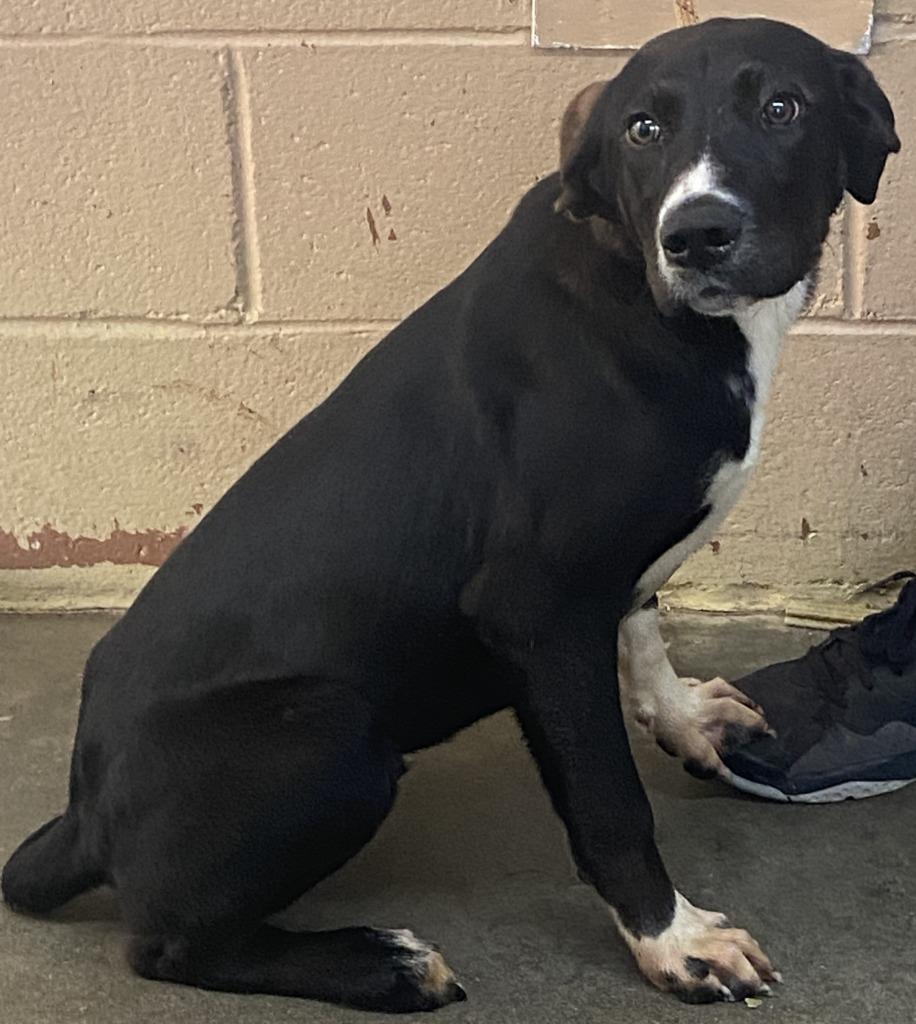 Enlarge Wendell, a Adoptable Labrador Retriever in Swainsboro, GA image 2/2