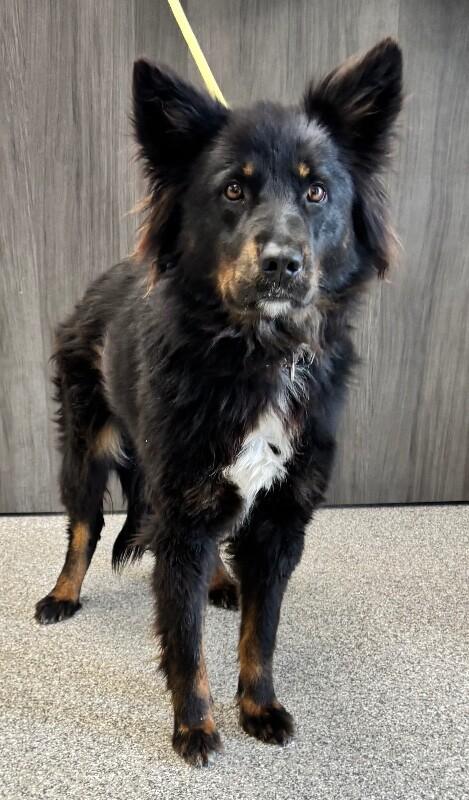 Abilene, Adoptable, Young Female Border Collie & Mixed Breed.