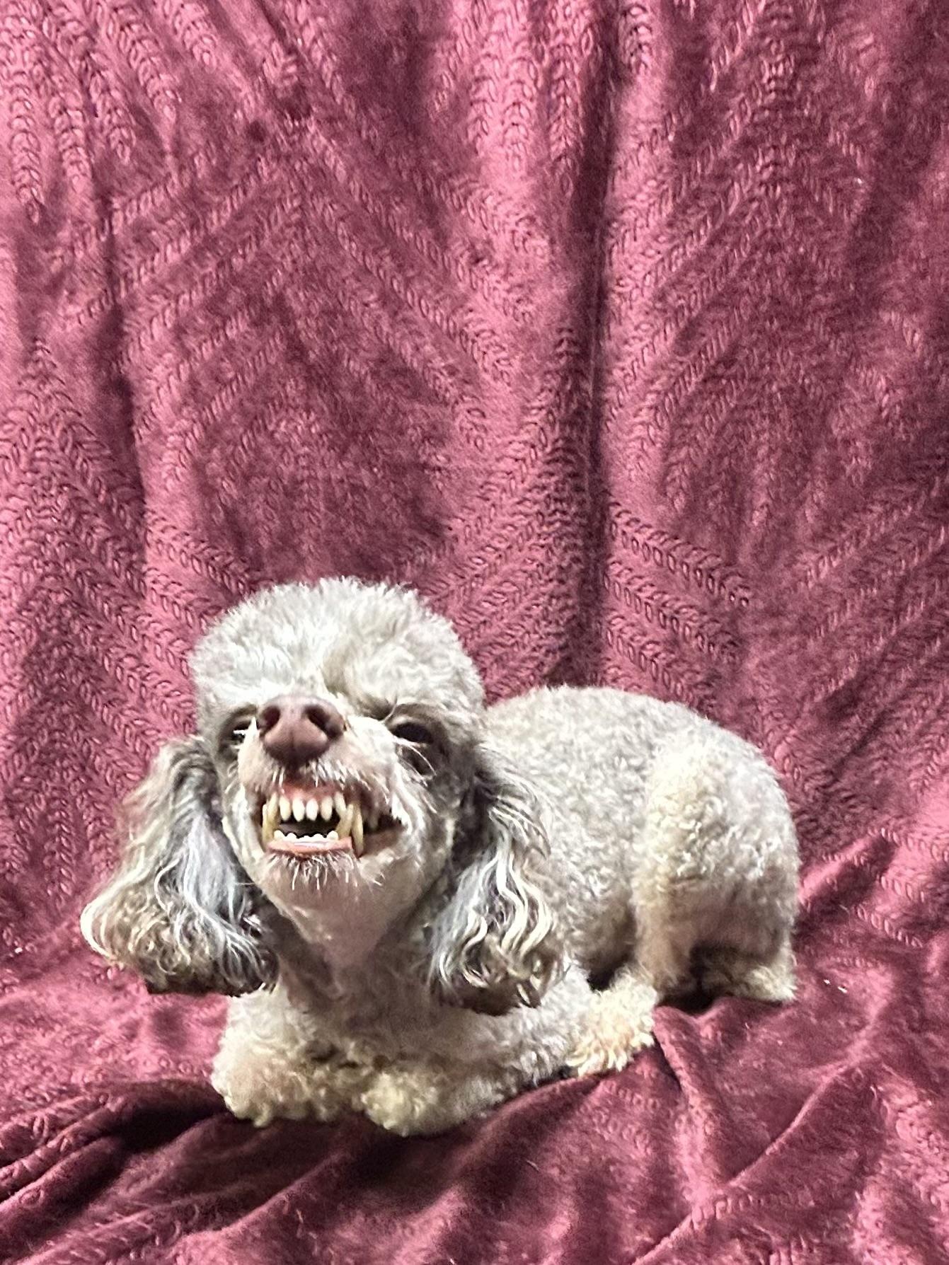 Enlarge ARTIE (smiley), a Adoptable Poodle in Rossford, OH image 4/6