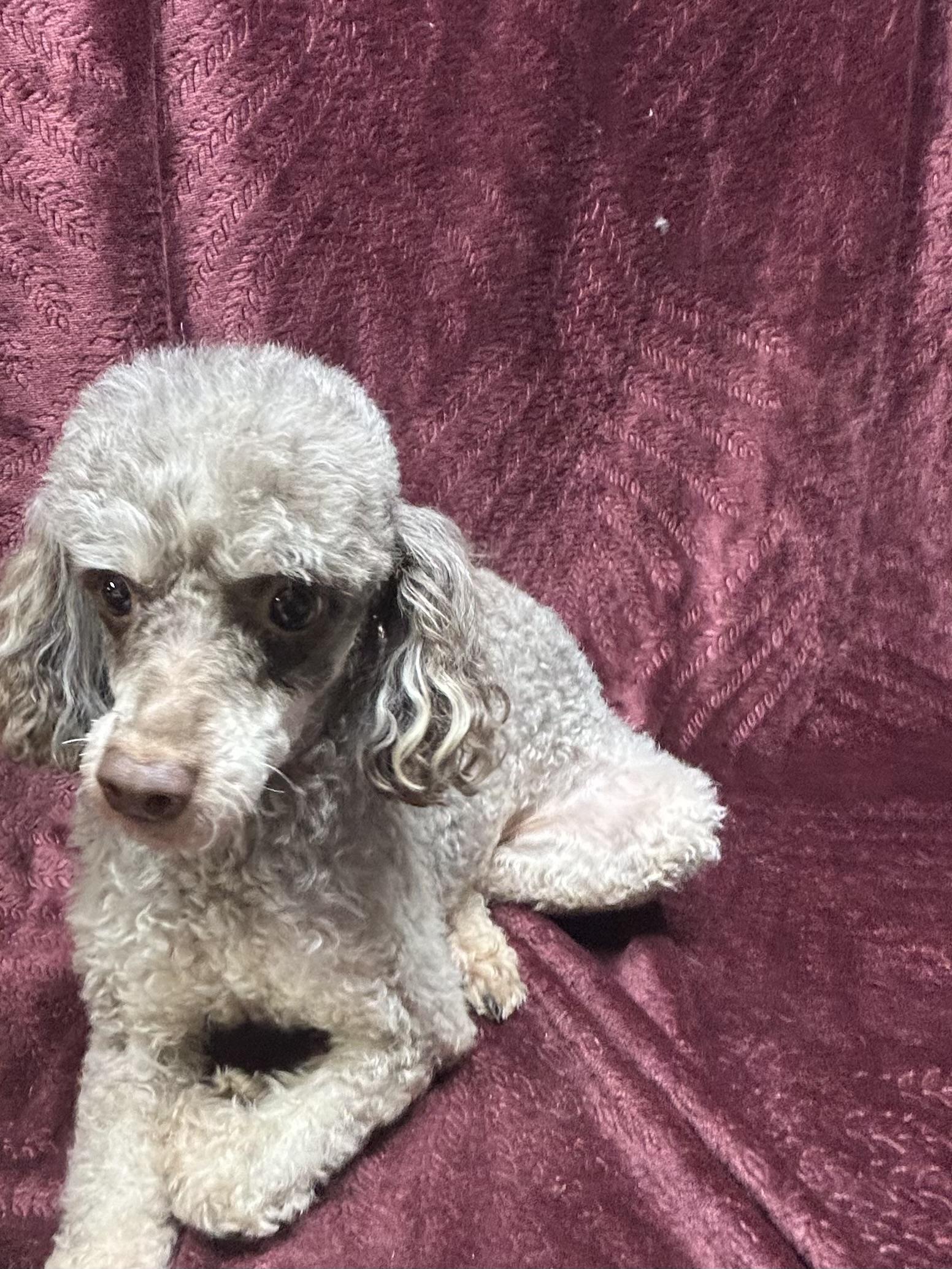 Enlarge ARTIE (smiley), a Adoptable Poodle in Rossford, OH image 2/6
