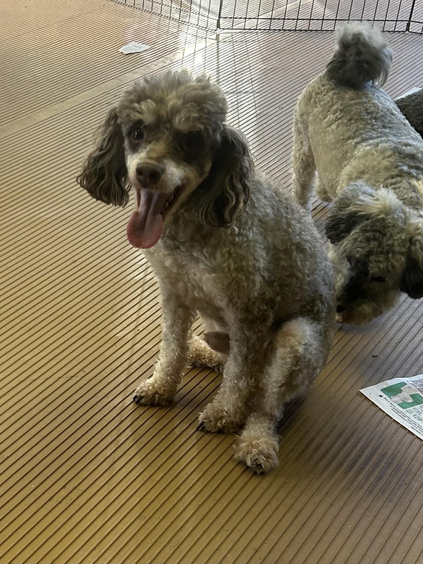 Enlarge ARTIE (smiley), a Adoptable Poodle in Rossford, OH image 5/6