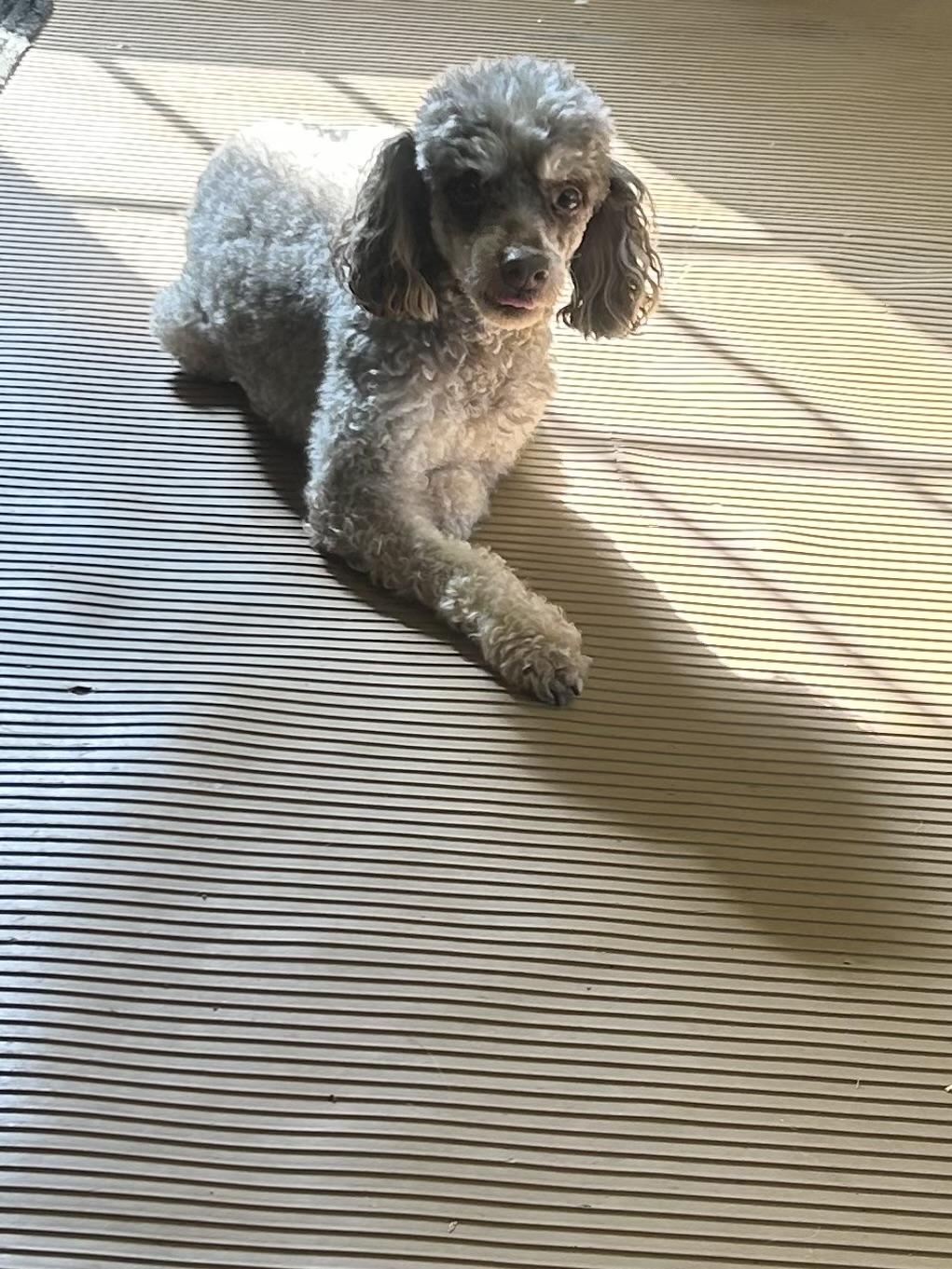Enlarge ARTIE (smiley), a Adoptable Poodle in Rossford, OH image 6/6