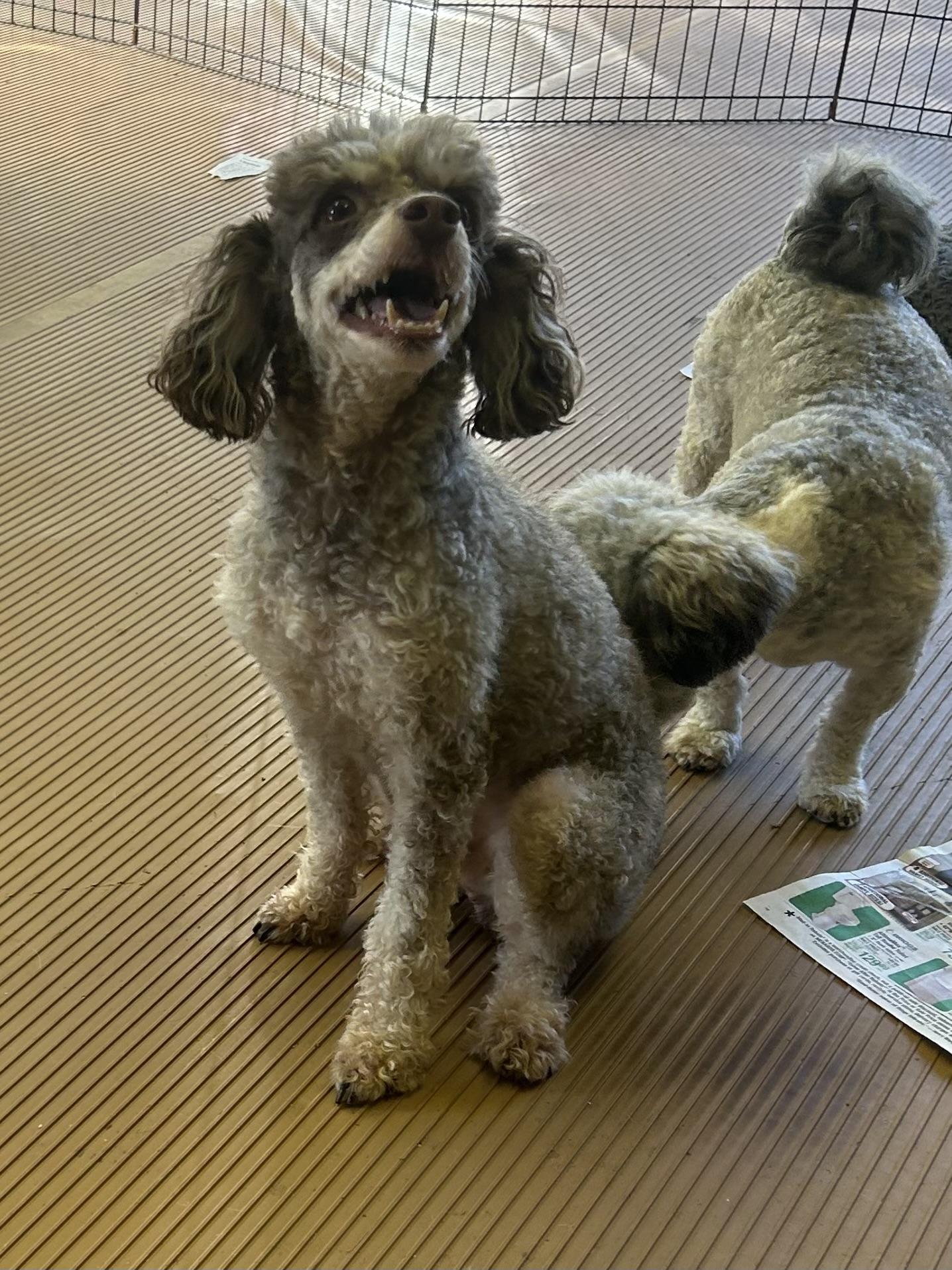 ARTIE (smiley), Adoptable, Adult Male Poodle.