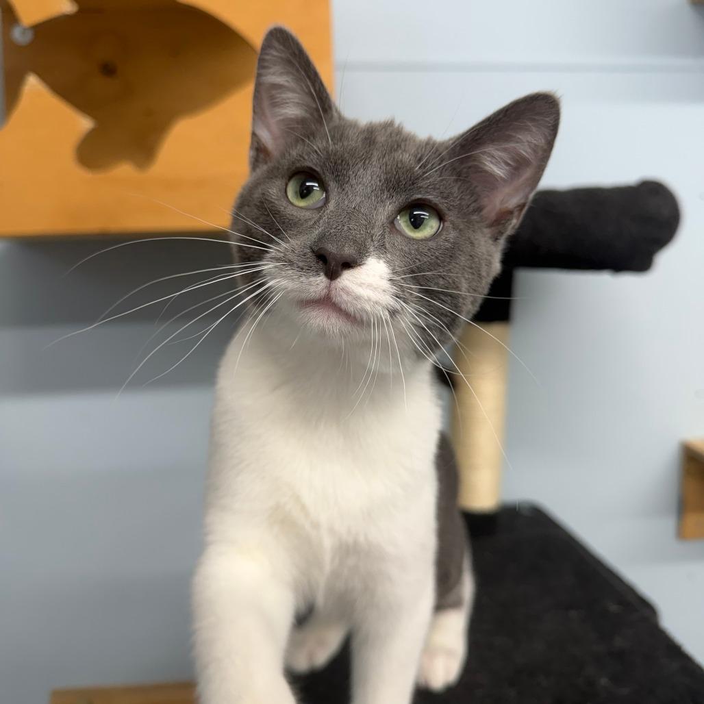 Snorkel, Adoptable, Young Male Domestic Short Hair.