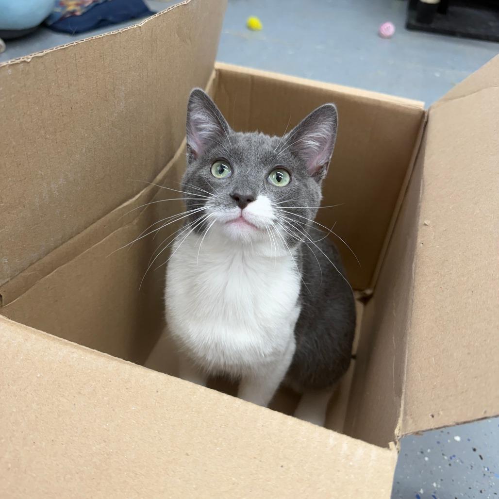 Enlarge Snorkel, a Adoptable Domestic Short Hair in Pontiac, IL image 2/6