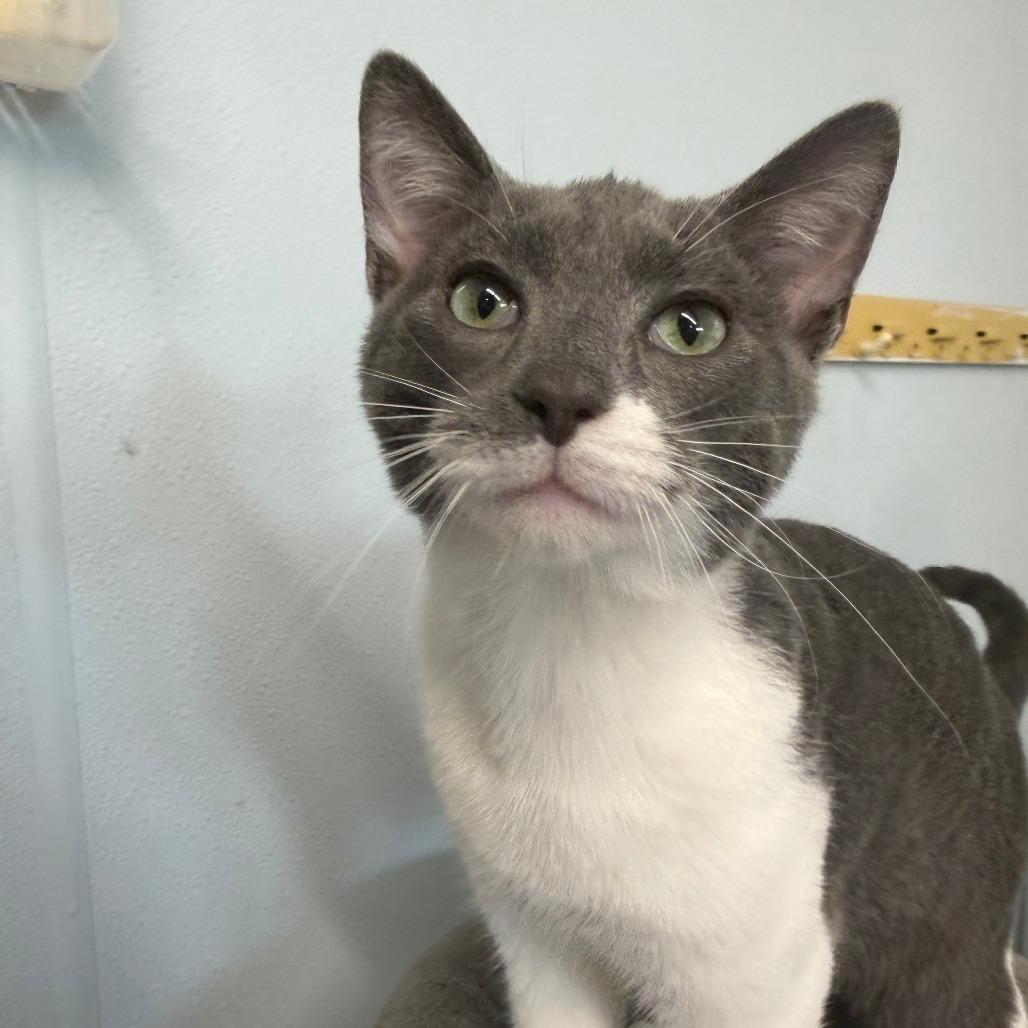 Enlarge Snorkel, a Adoptable Domestic Short Hair in Pontiac, IL image 3/6
