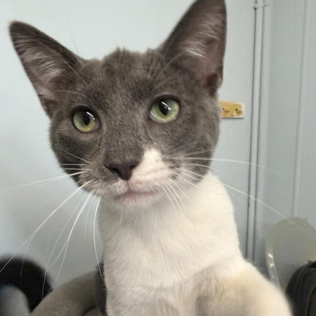 Enlarge Snorkel, a Adoptable Domestic Short Hair in Pontiac, IL image 4/6