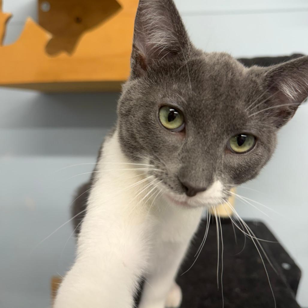 Enlarge Snorkel, a Adoptable Domestic Short Hair in Pontiac, IL image 5/6