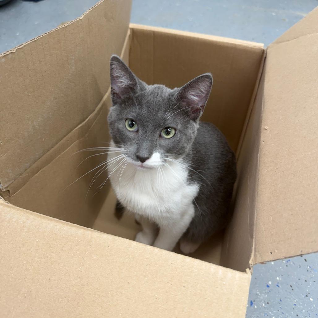 Enlarge Snorkel, a Adoptable Domestic Short Hair in Pontiac, IL image 6/6