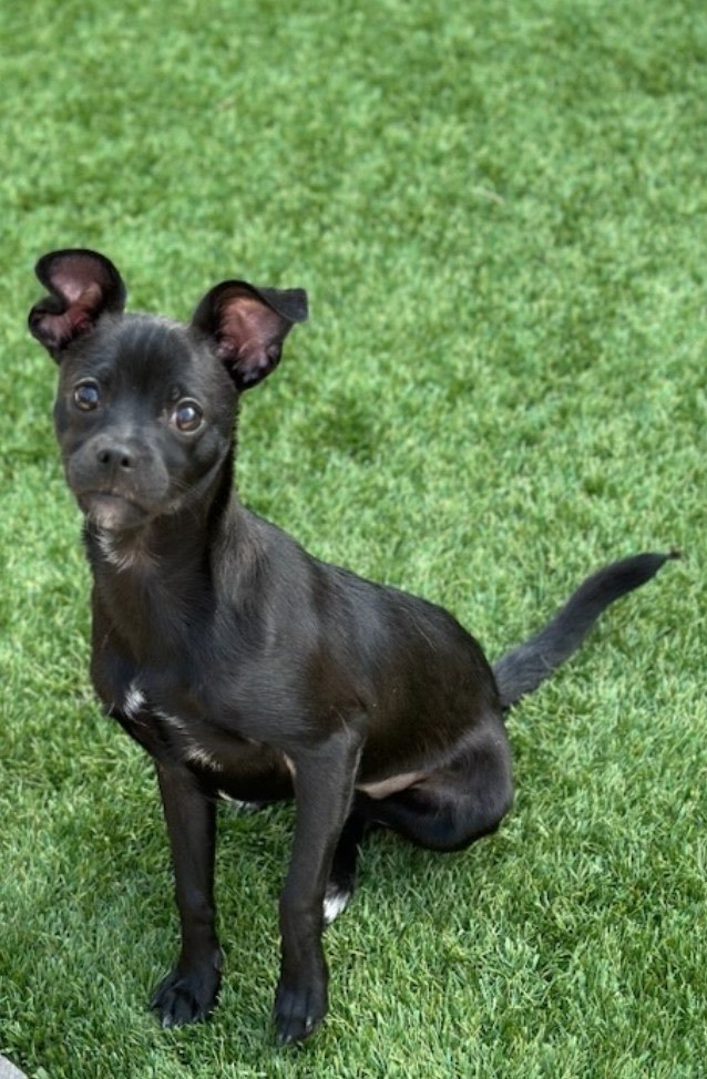 Enlarge Phoebe, a Adopted mixed breed in Discovery Bay, CA image 1/2