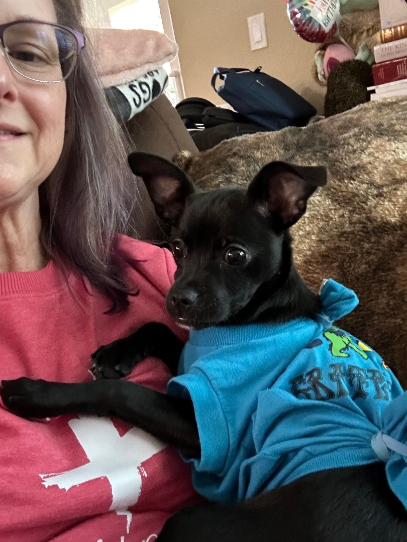 Enlarge Phoebe, a Adopted mixed breed in Discovery Bay, CA image 2/2