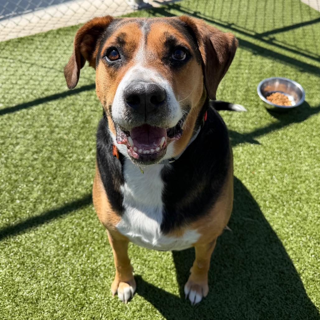 Gunner, Adoptable, Adult Male Coonhound & Mixed Breed.