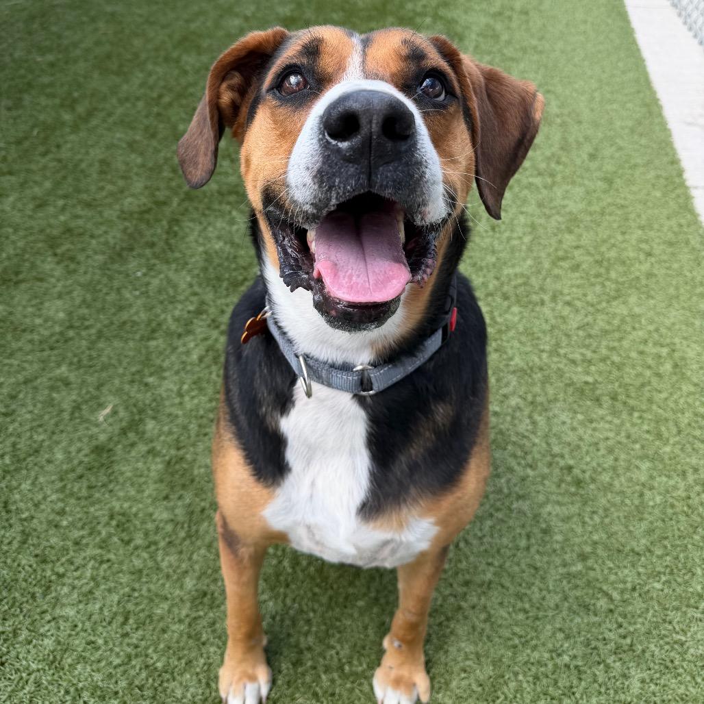 Gunner, a Adoptable mixed breed in Cody, WY image 2/6