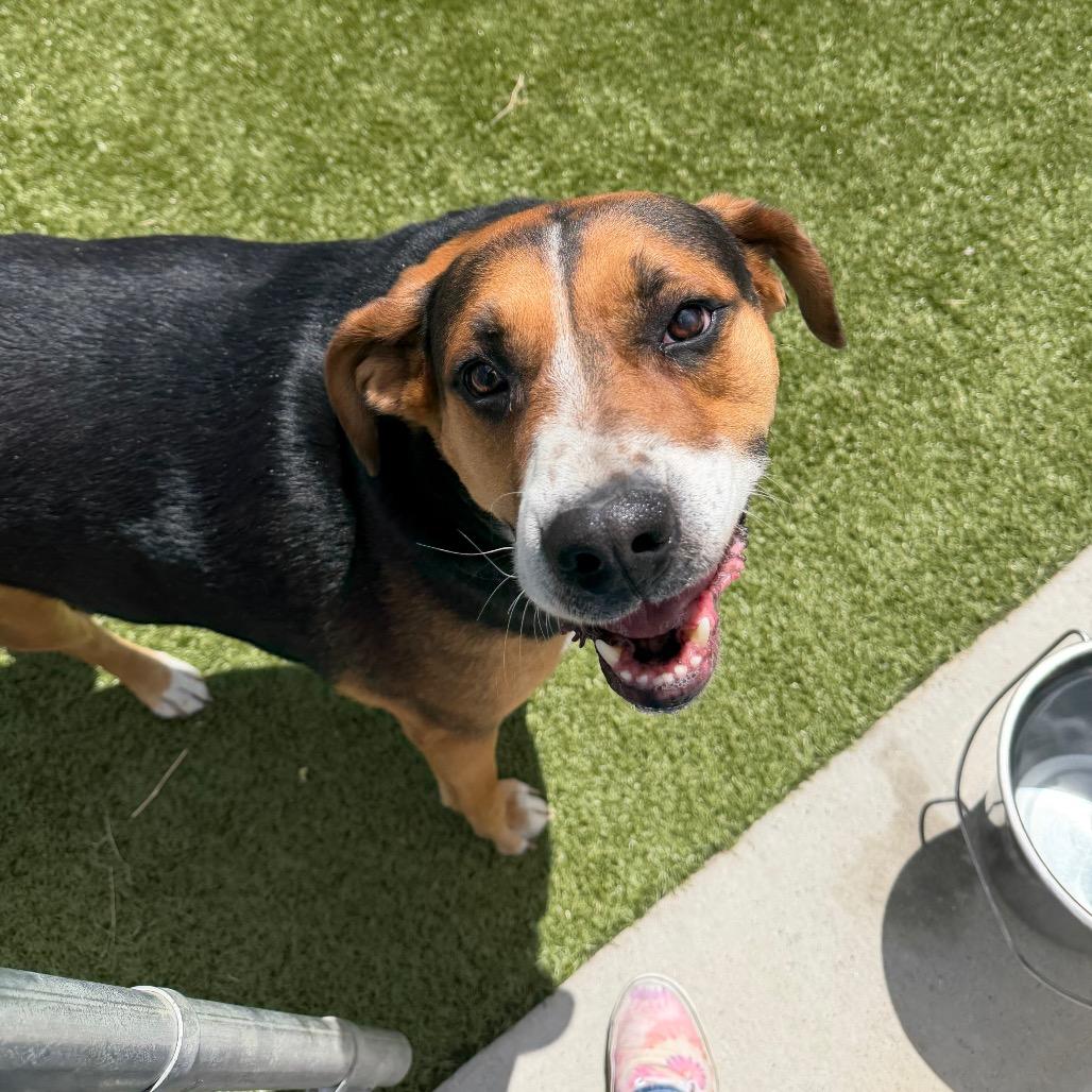Gunner, a Adoptable mixed breed in Cody, WY image 3/6