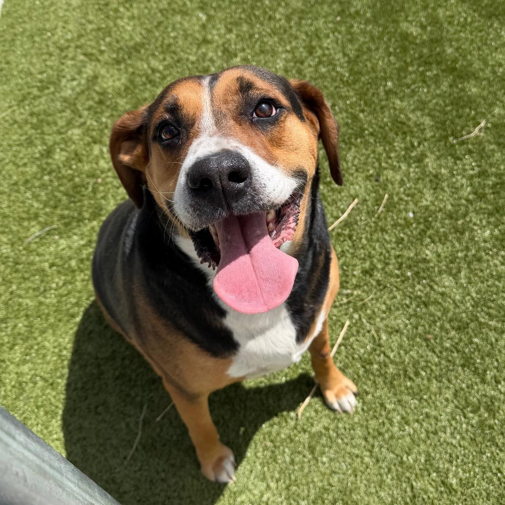 Gunner, a Adoptable mixed breed in Cody, WY image 4/6