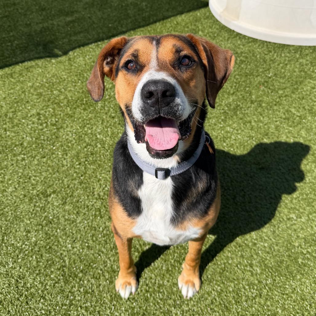 Enlarge Gunner, a Adoptable mixed breed in Cody, WY image 4/6