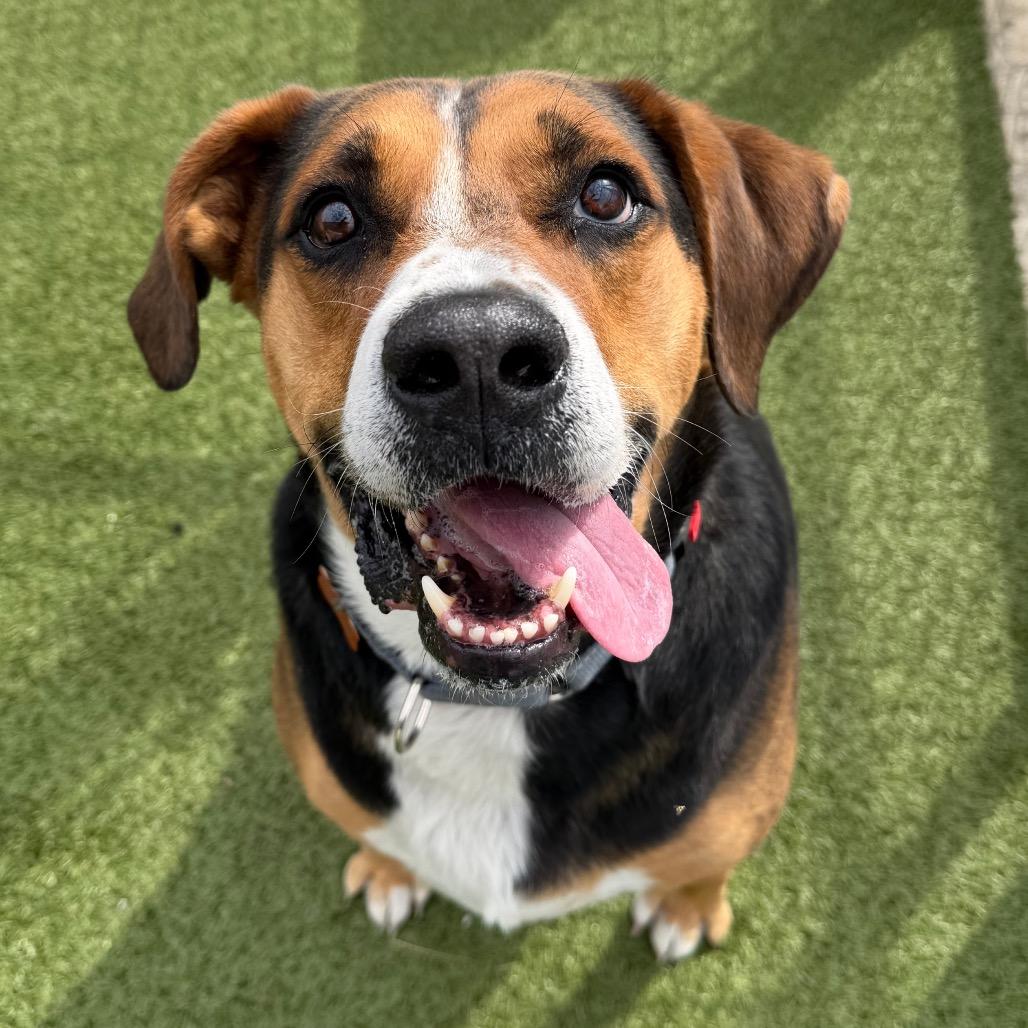 Gunner, a Adoptable mixed breed in Cody, WY image 5/6