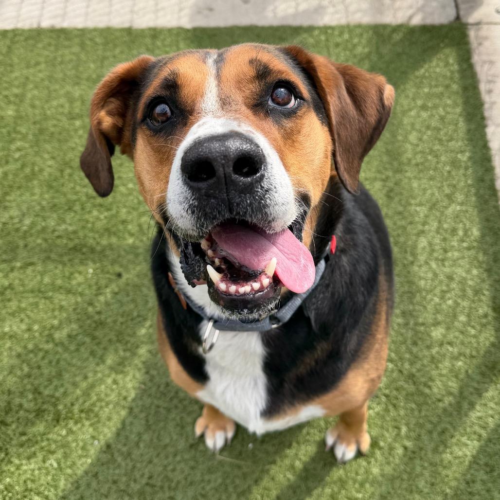Gunner, a Adoptable mixed breed in Cody, WY image 6/6