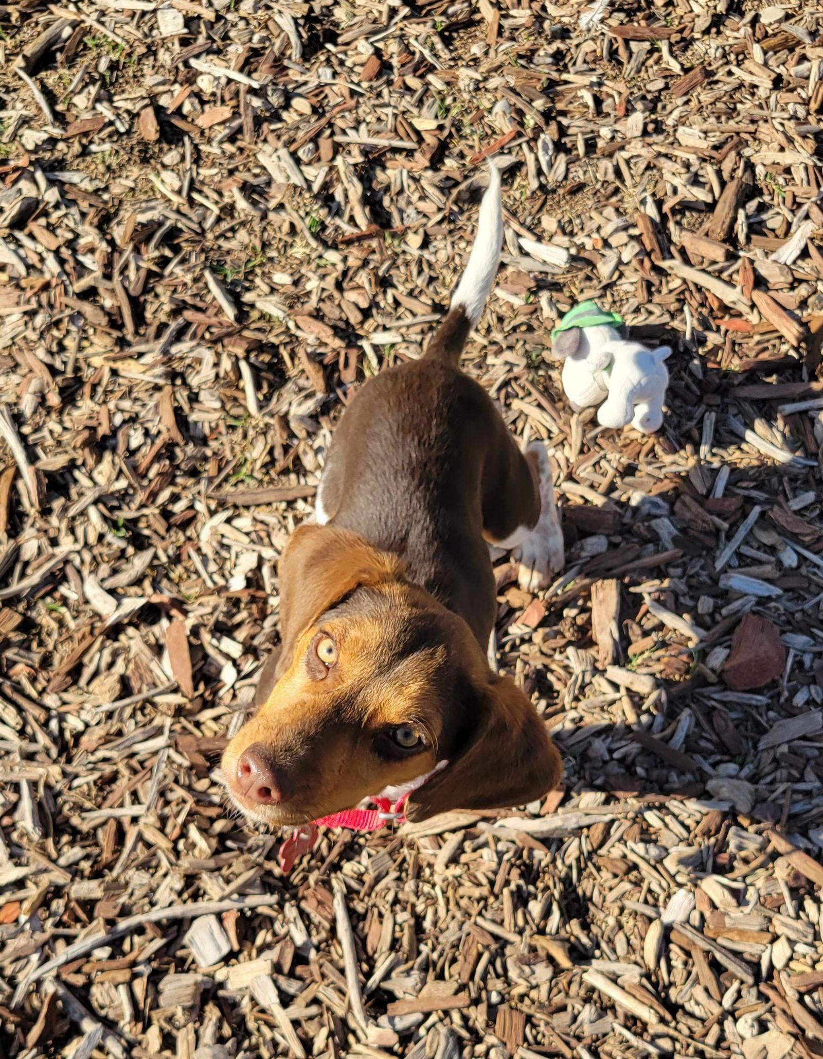 Booger, Adoptable, Puppy Male Beagle.