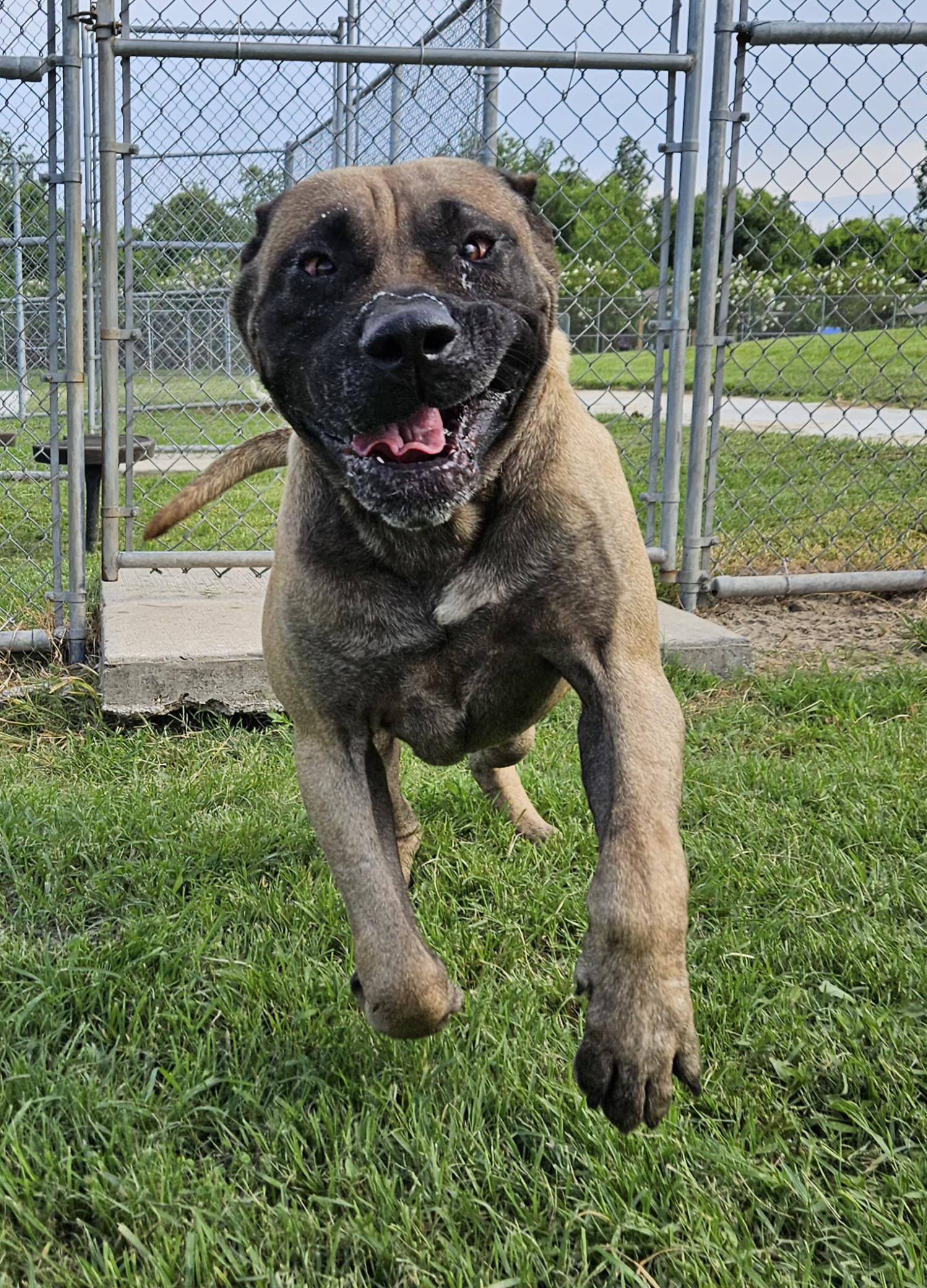Cap 58778553 Bullmastiff Dog