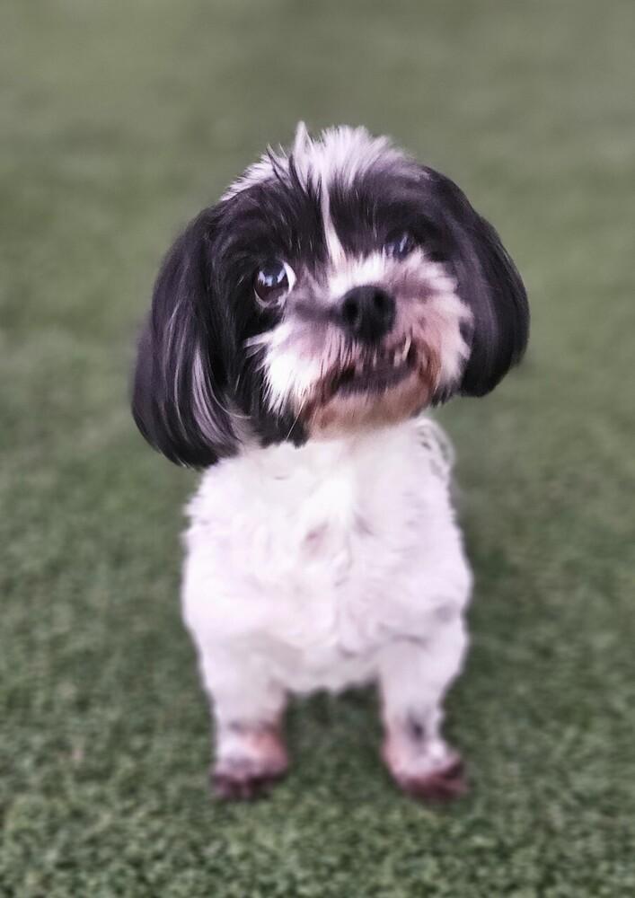 Sashay, a Adoptable Coton de Tulear in Winter Garden, FL image 2/3