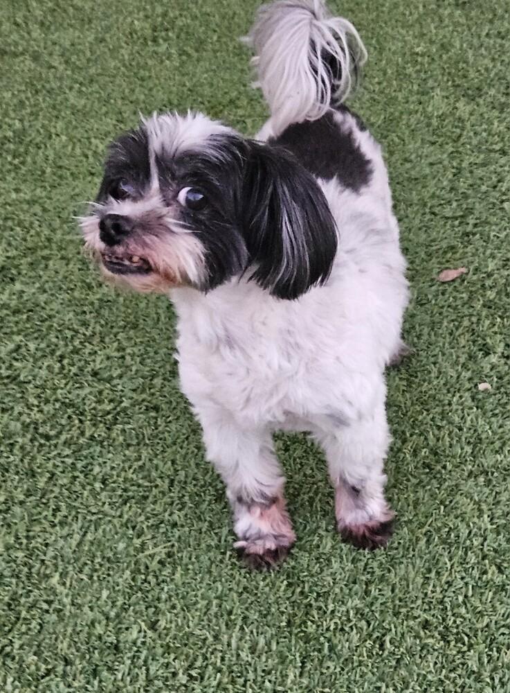 Sashay, a Adoptable Coton de Tulear in Winter Garden, FL image 3/3