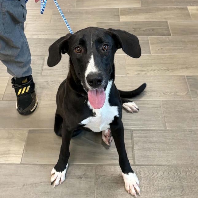 Enlarge Boston, a Adoptable mixed breed in Nevada, MO image 1/1