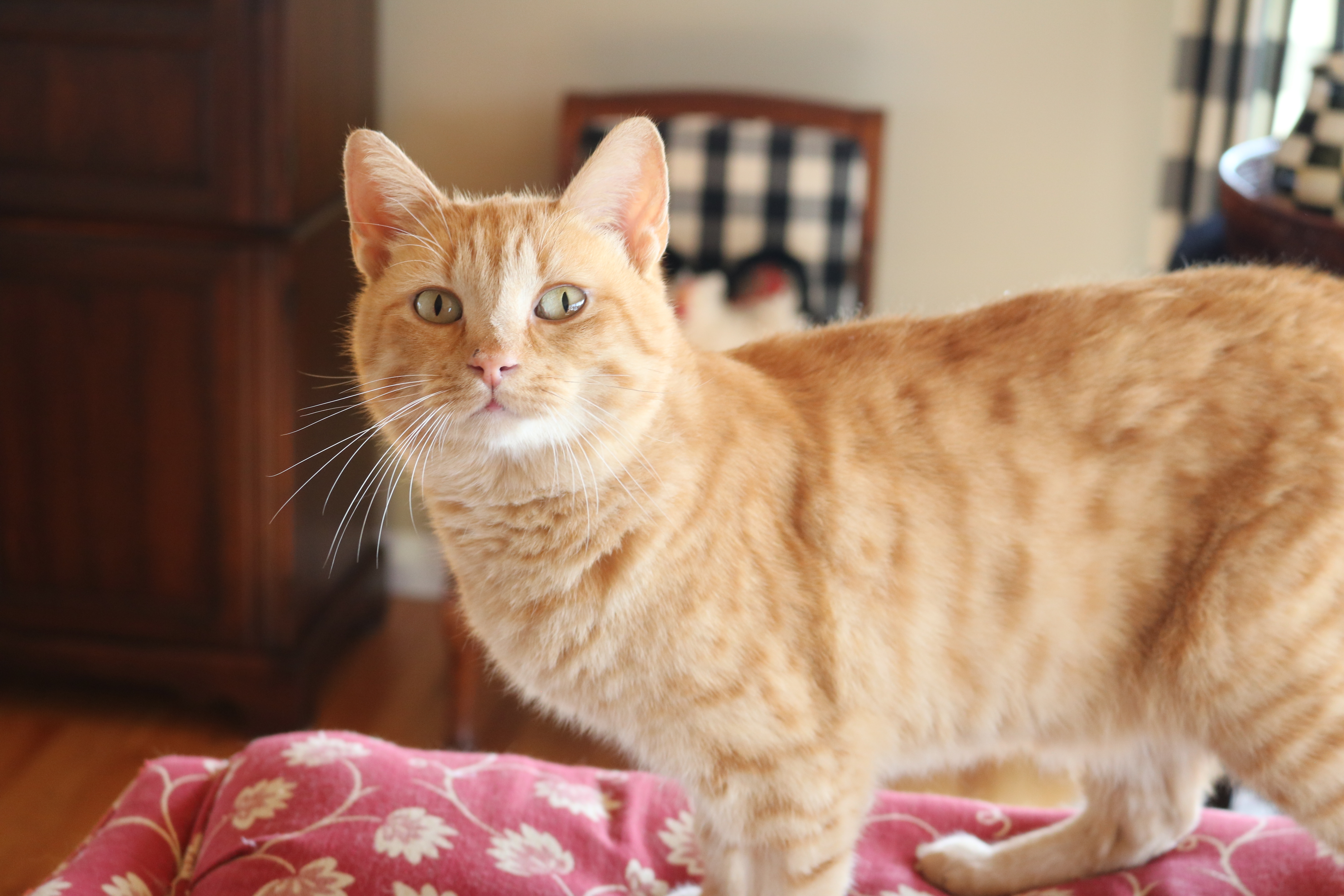 Leo, a Adoptable Domestic Short Hair in Manchester, MI image 1/4