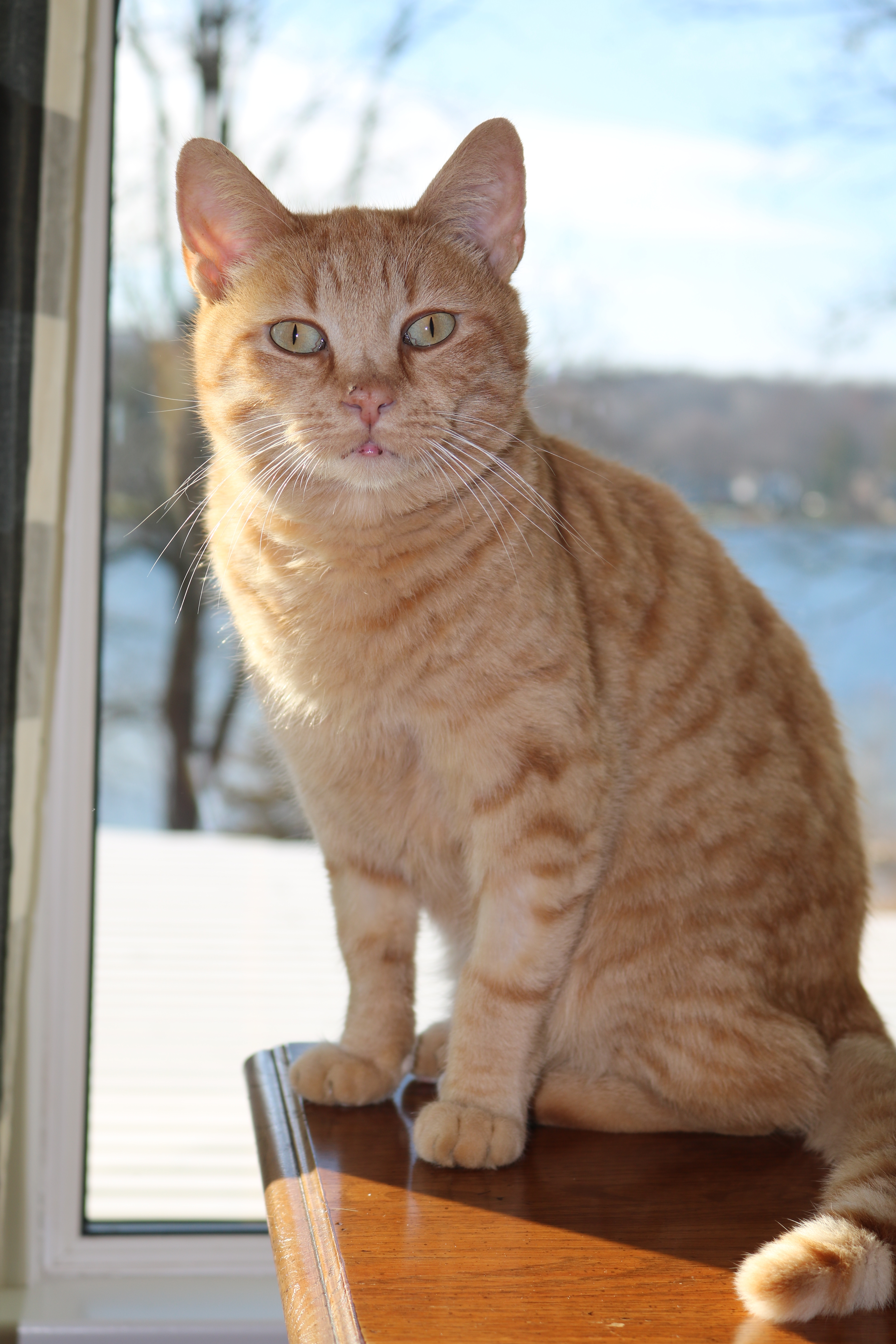 Leo, a Adoptable Domestic Short Hair in Manchester, MI image 2/4