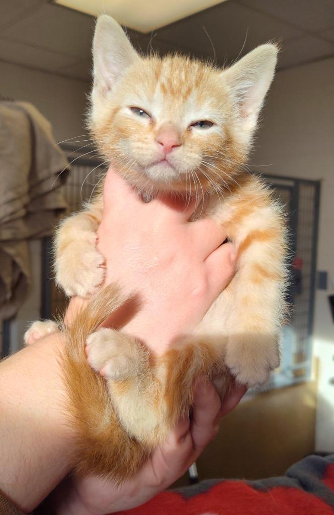 Yves Saint Laurent, Adoptable, Kitten Male Domestic Short Hair.