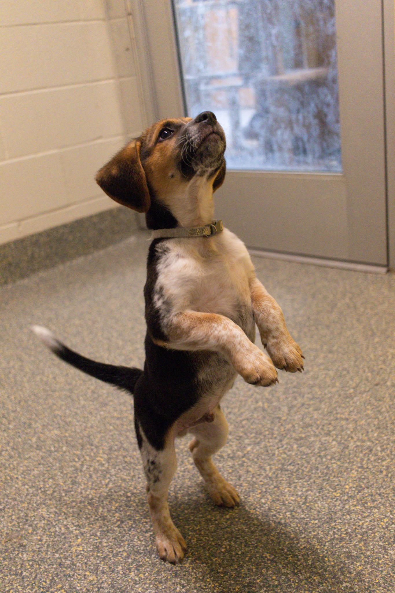 Buggy, adopted, Puppy Male Beagle & Corgi.