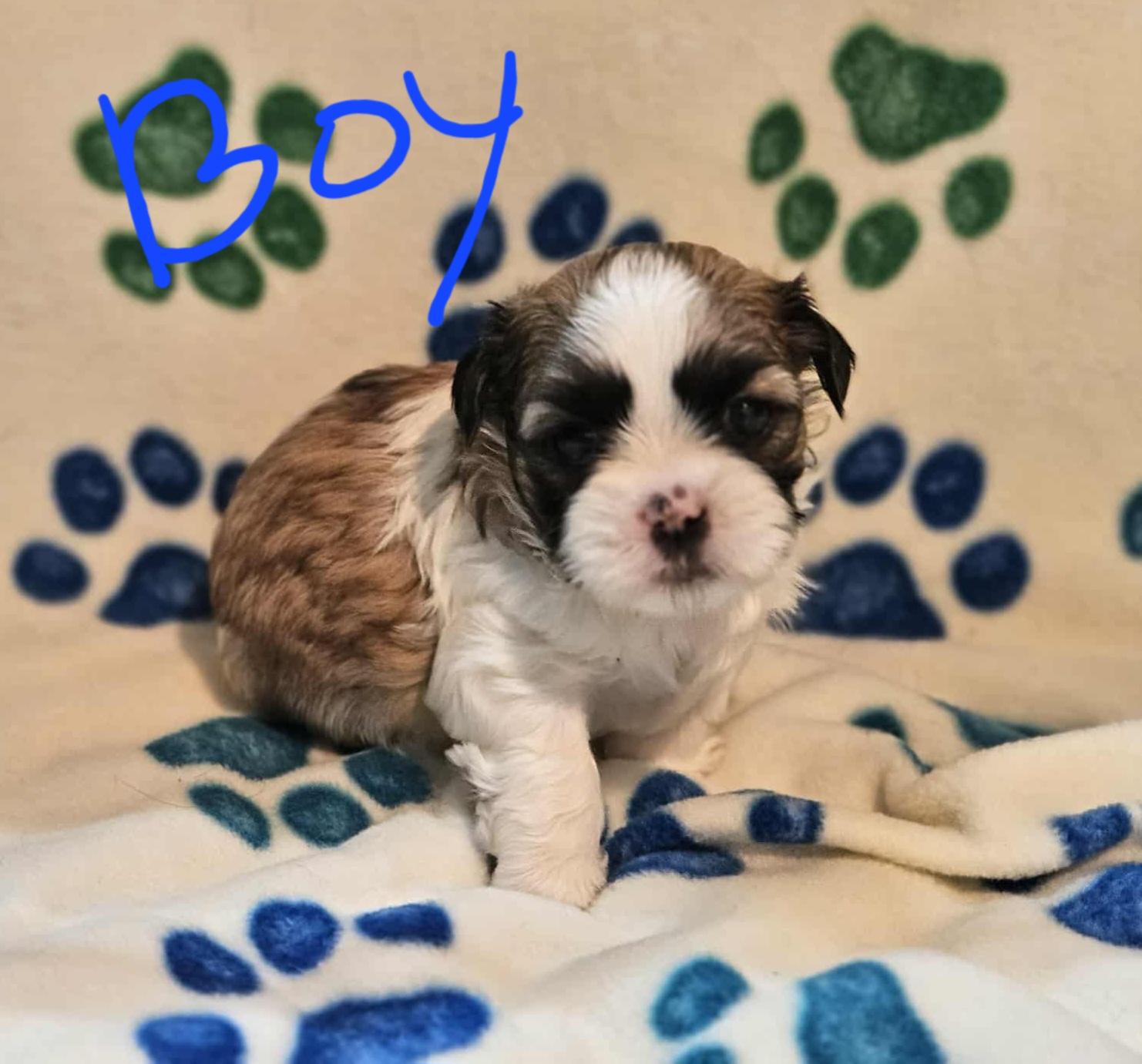 Shitzu Puppies thumbnail 2