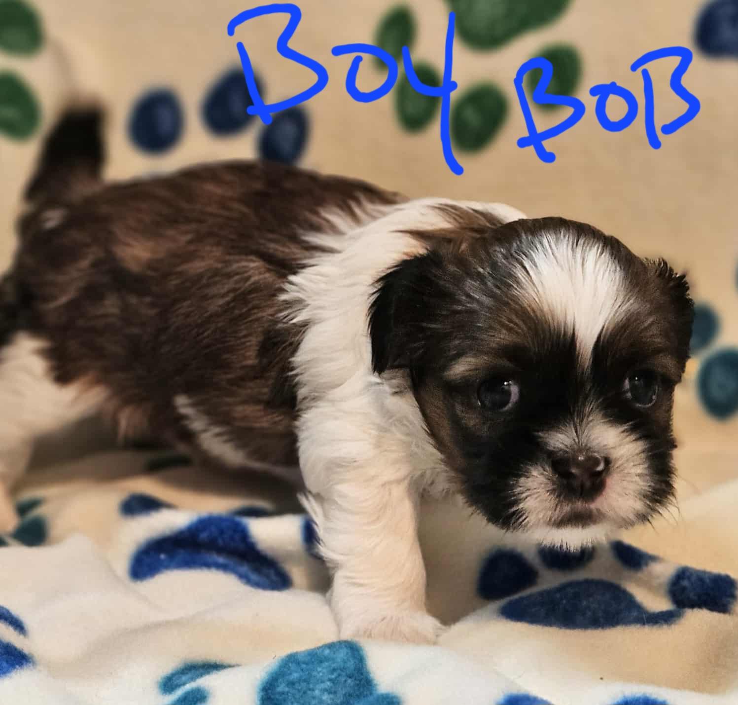 Shitzu Puppies thumbnail 3