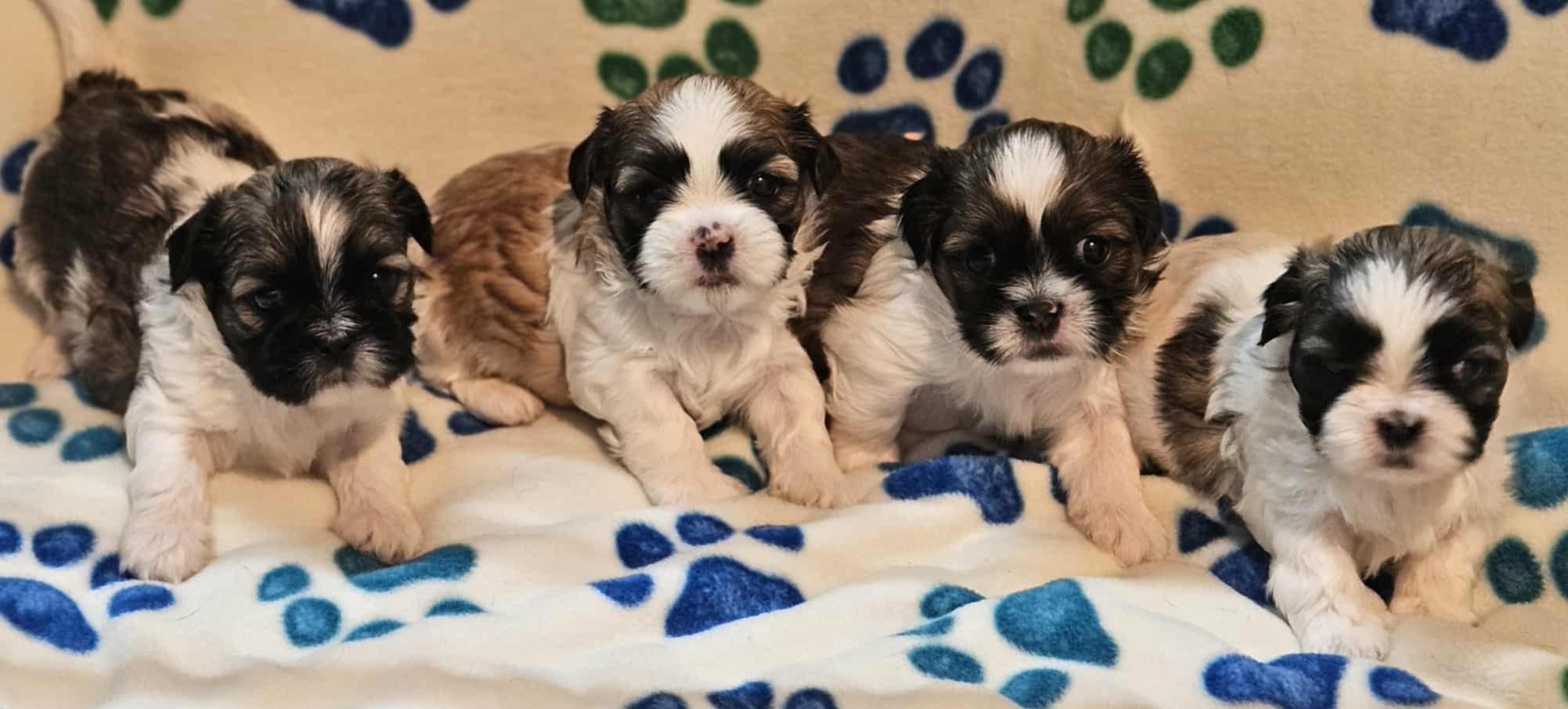 Shitzu puppies, Adoptable, Puppy Male Shih Tzu.