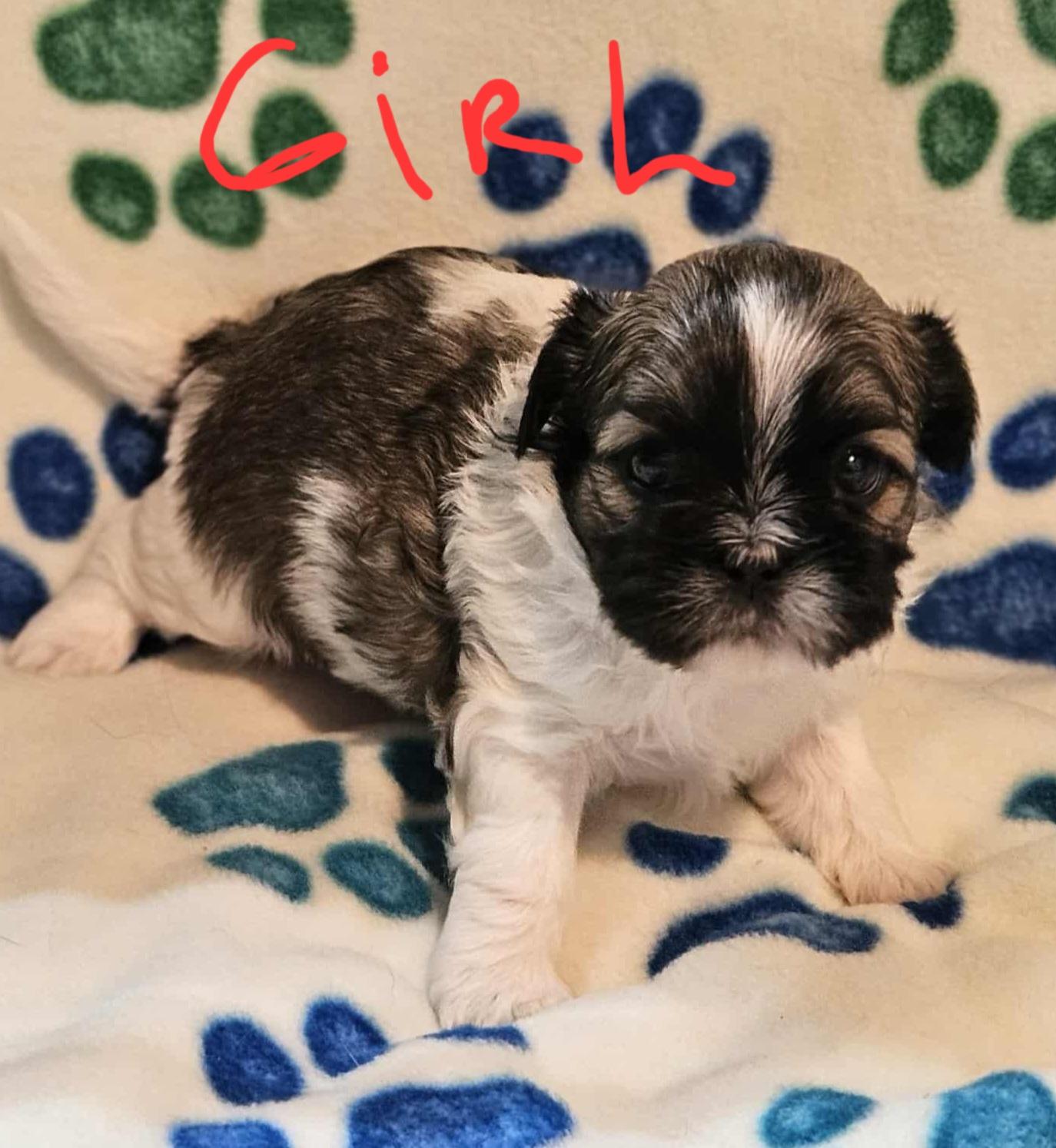 Shitzu Puppies thumbnail 5