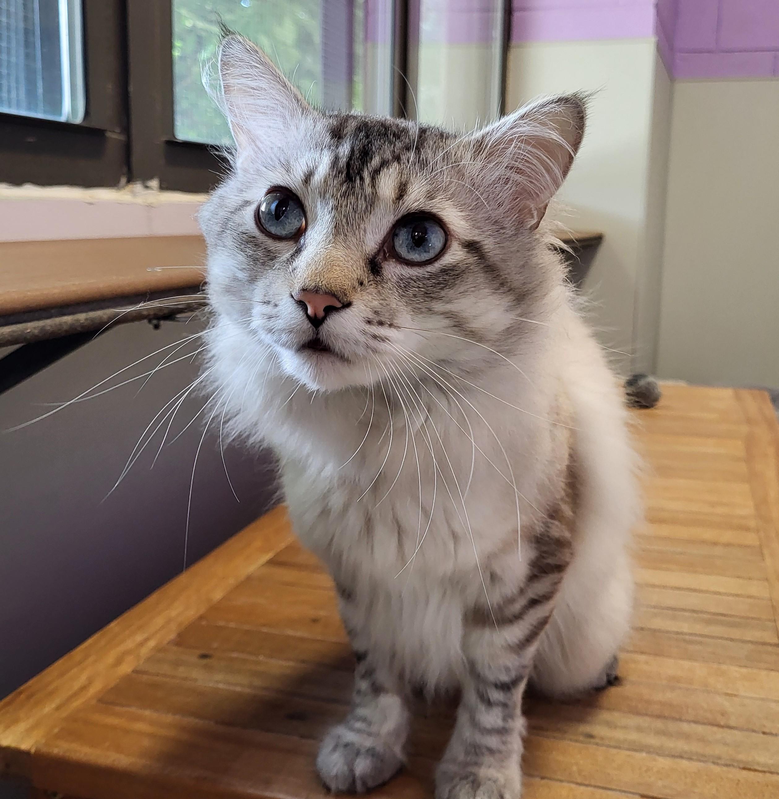 Enlarge Cast, an adoptable mixed breed in Grayslake, IL image 3/4