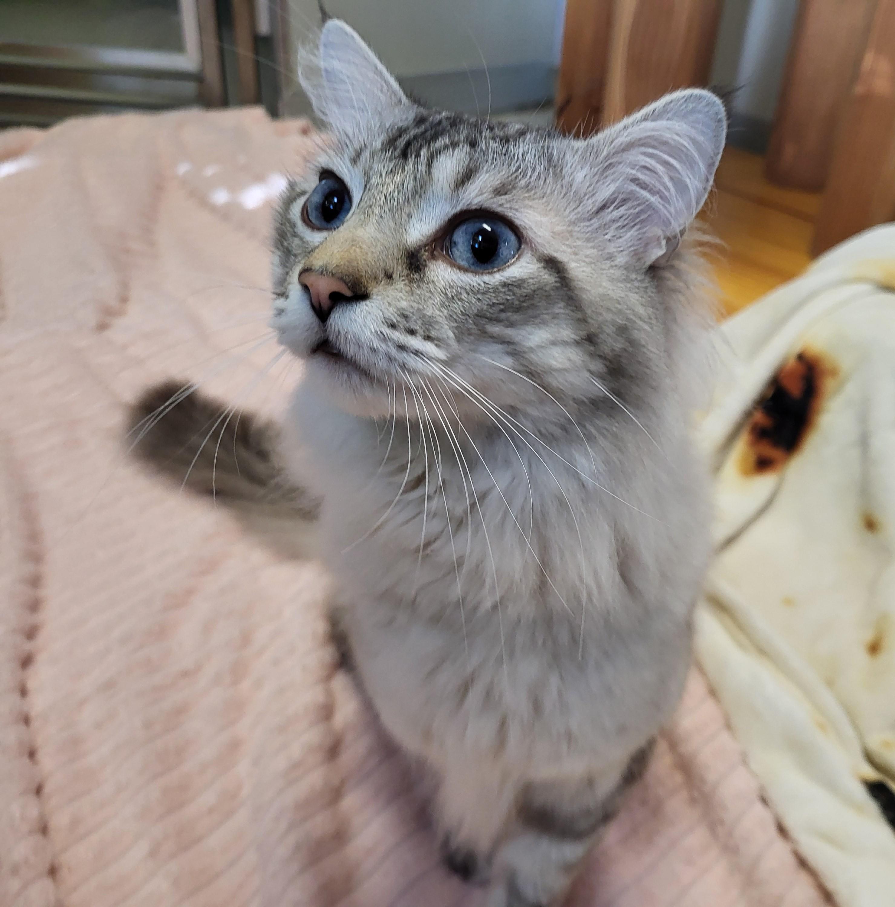 Enlarge Cast, an adoptable mixed breed in Grayslake, IL image 4/4