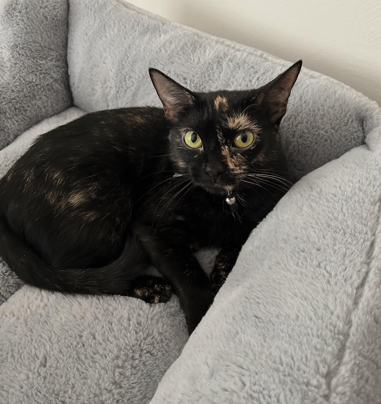 Enlarge Minnie, a ADOPTABLE Domestic Short Hair in Youngstown, OH image 3/4