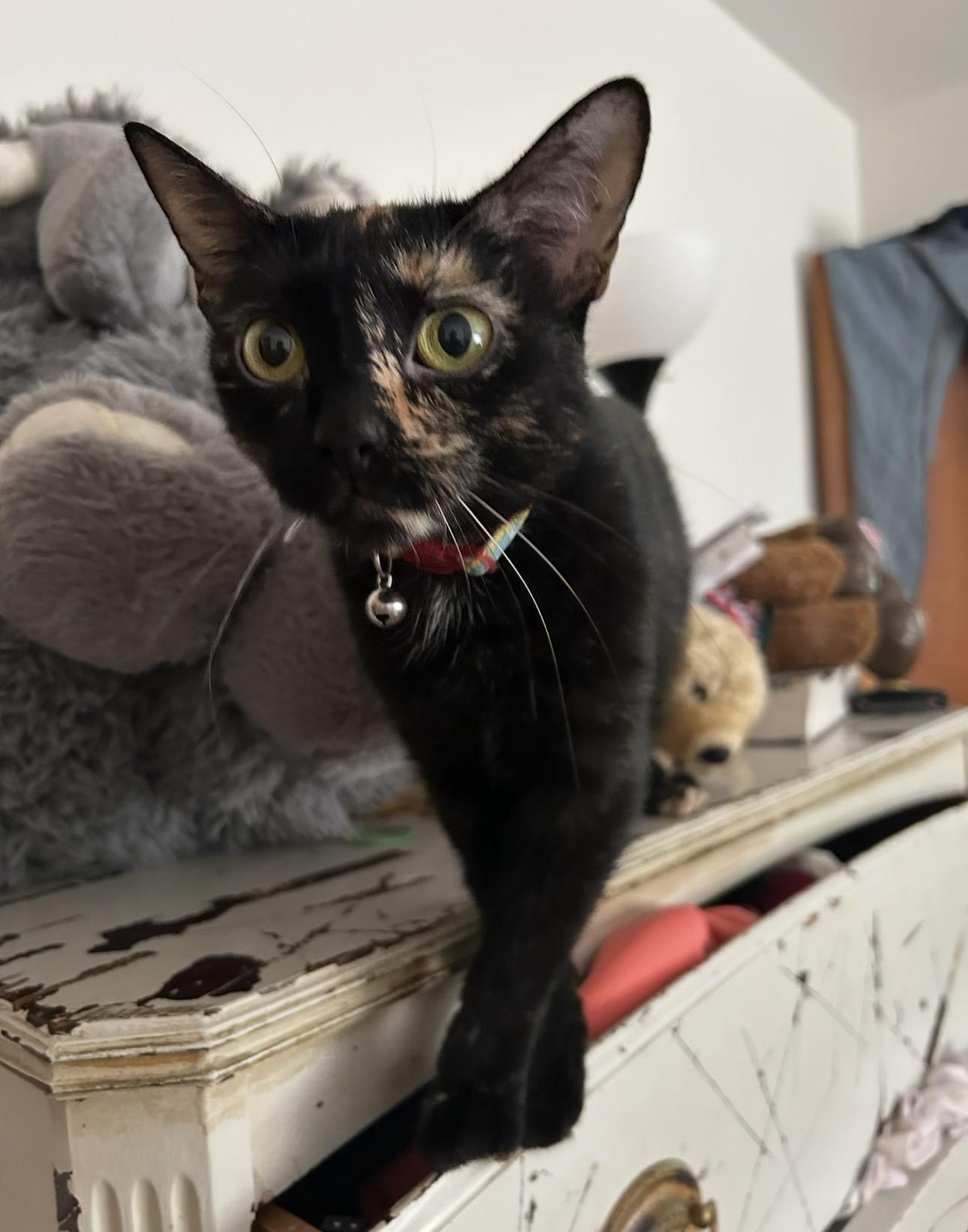 Enlarge Minnie, a ADOPTABLE Domestic Short Hair in Youngstown, OH image 2/4