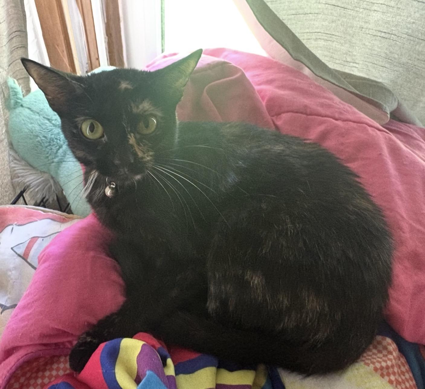 Enlarge Minnie, a ADOPTABLE Domestic Short Hair in Youngstown, OH image 4/4
