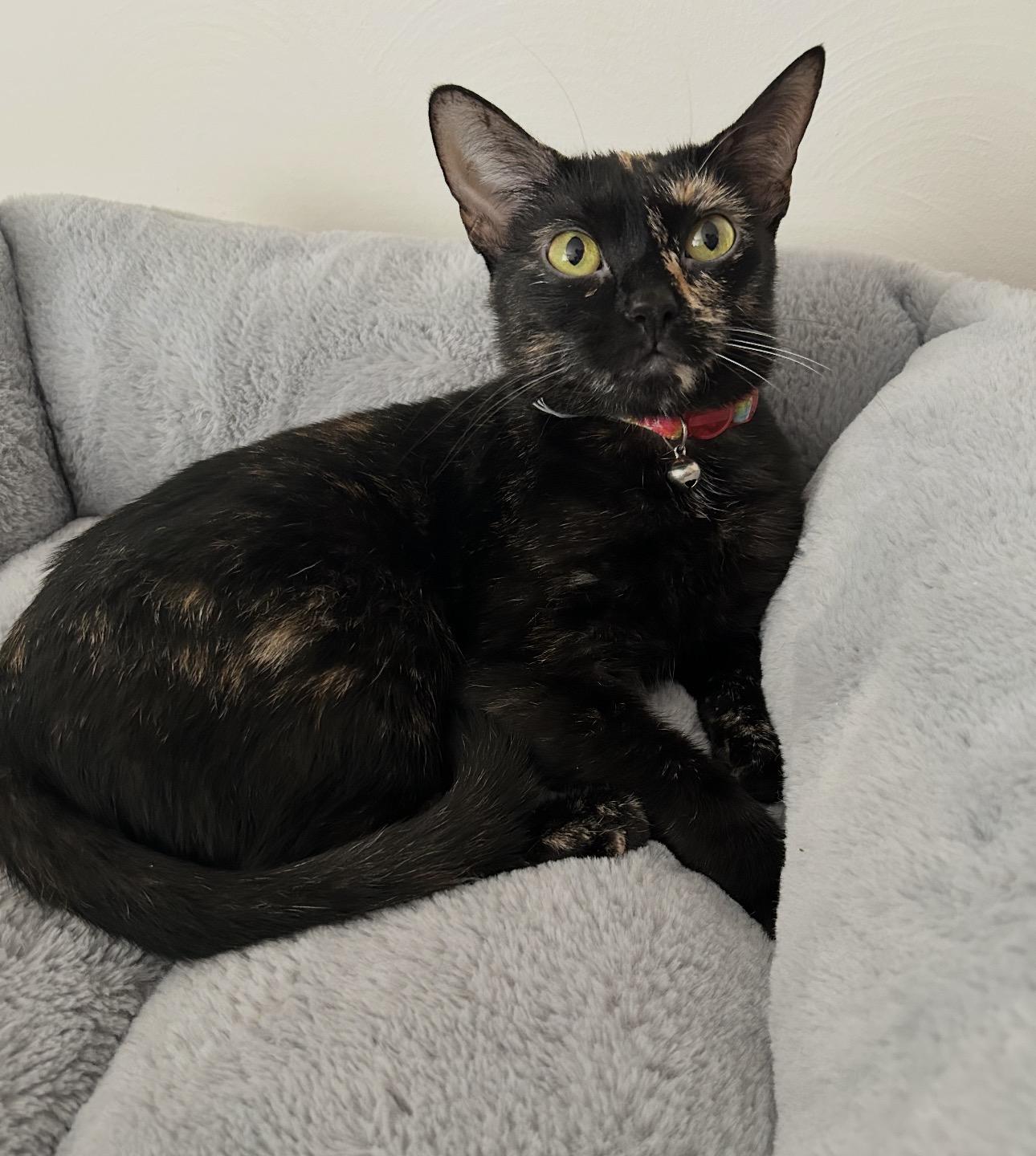 Minnie, ADOPTABLE, Young Female Domestic Short Hair.